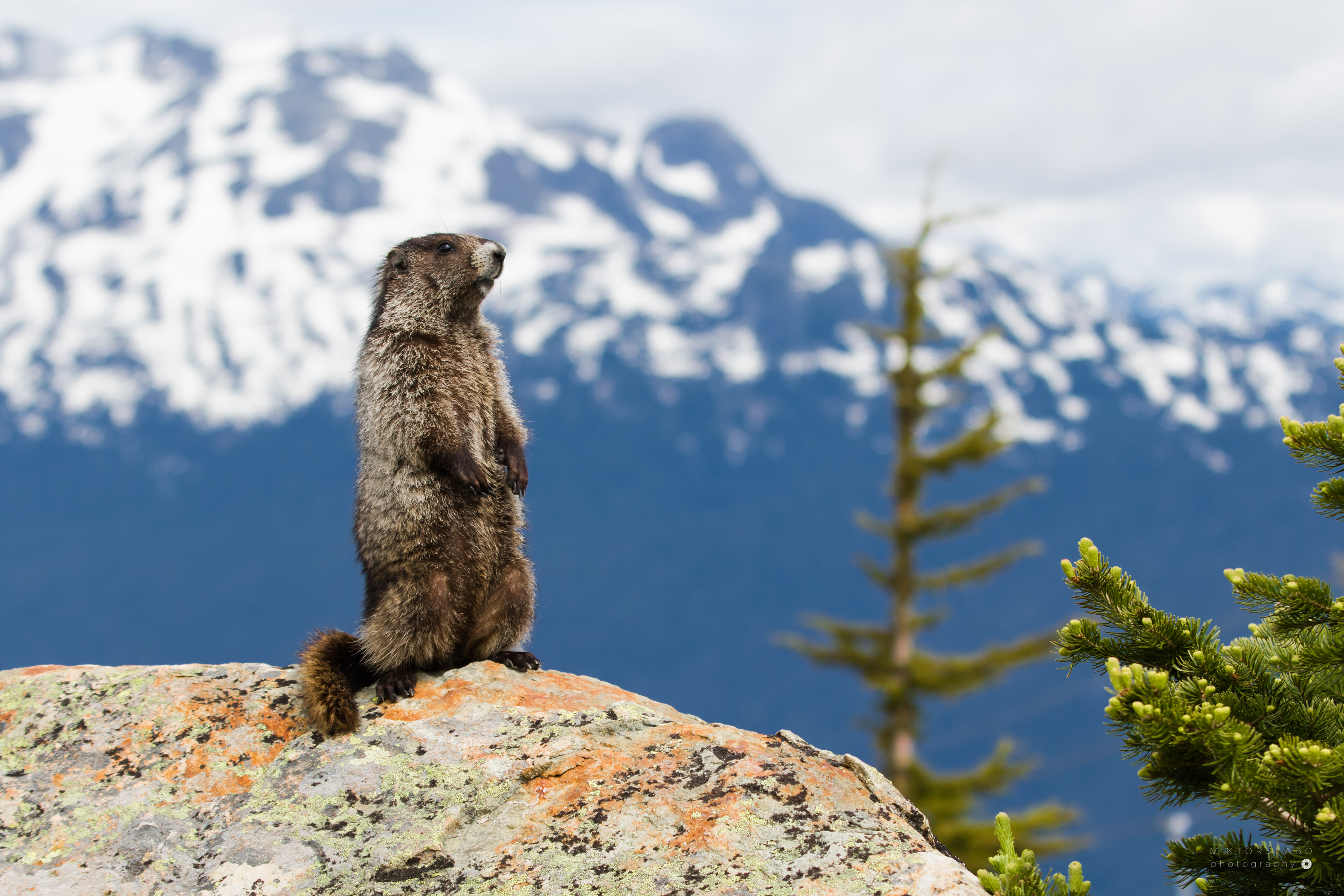 GROUNDHOG/MARMOTA MONAX, CANADA