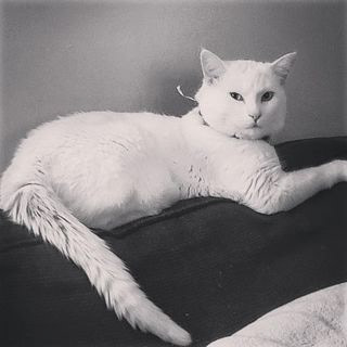 Kimba