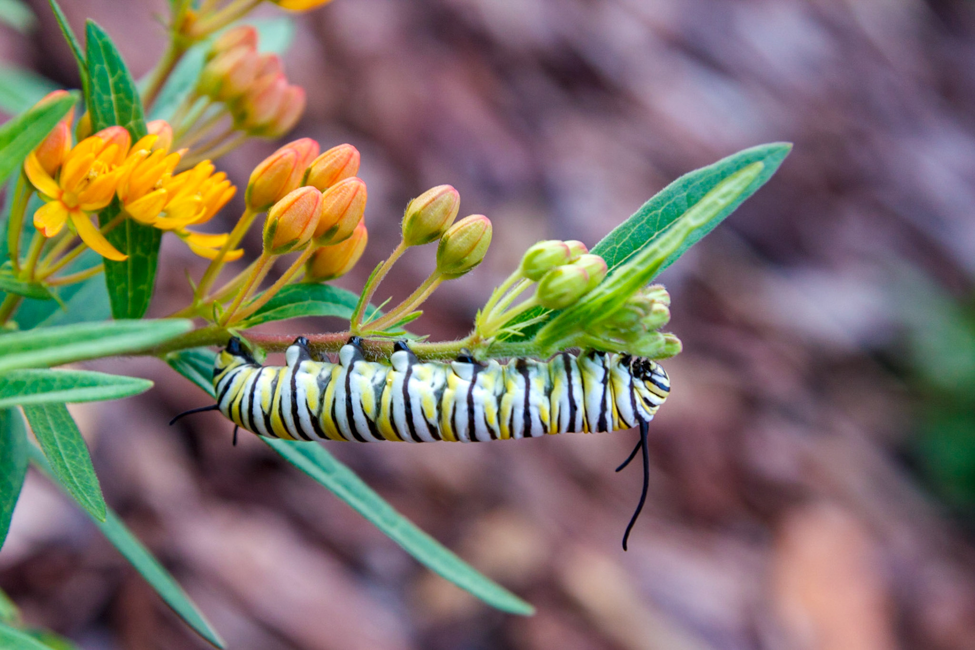 Large monarch caterpillar on Buttefly Weed