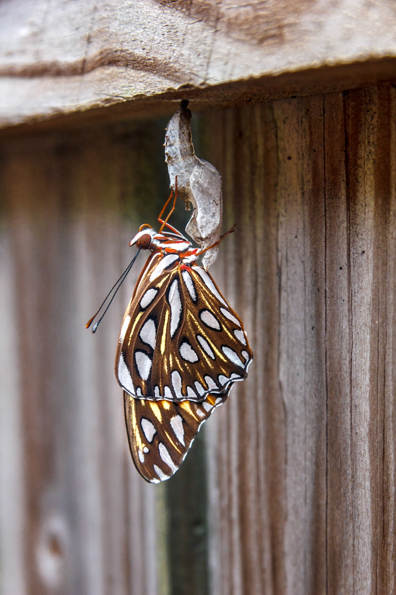 Gulf Fritillary butterfly emerges from cocoon