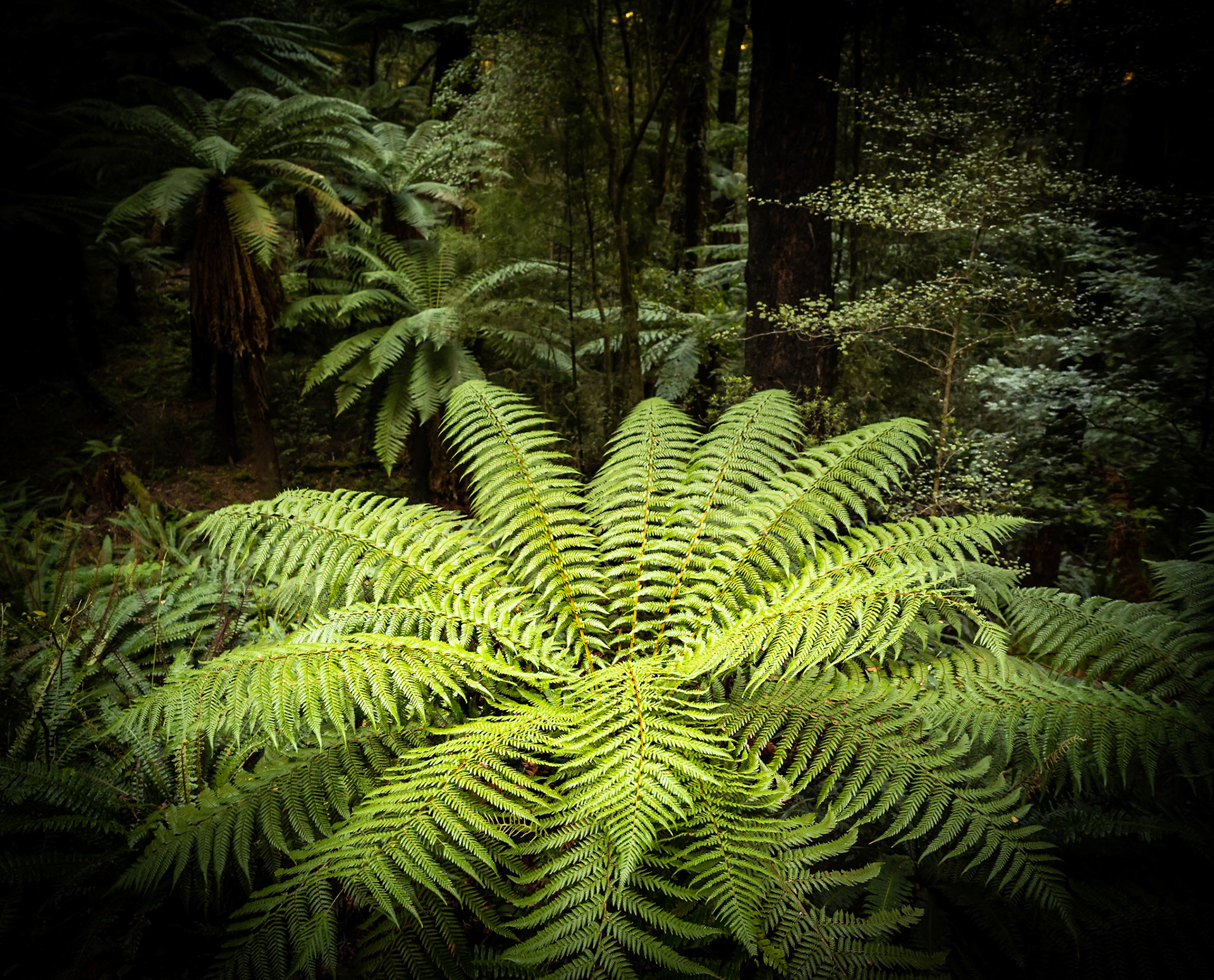 Tree Ferns