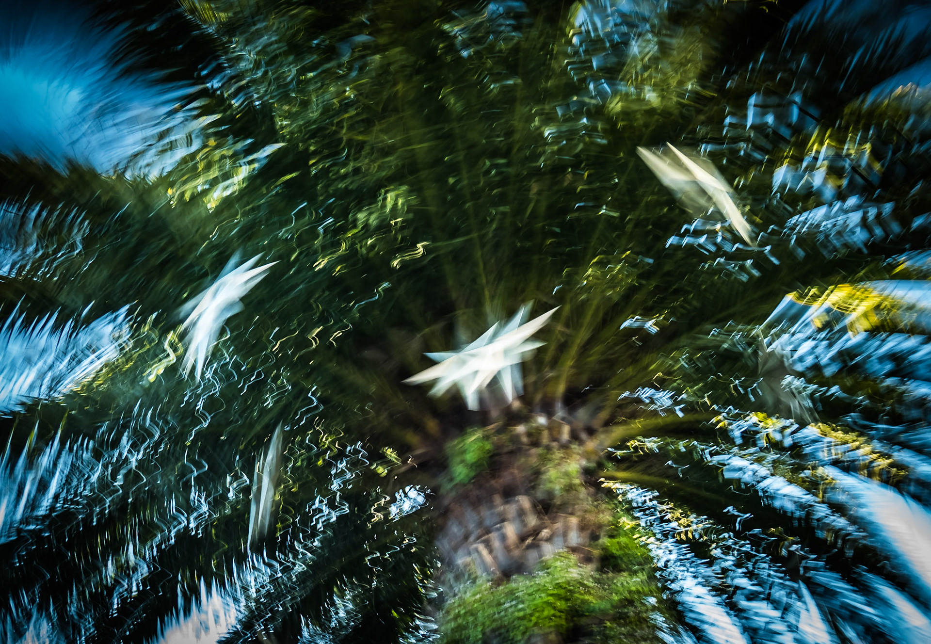 Pheonix Stars