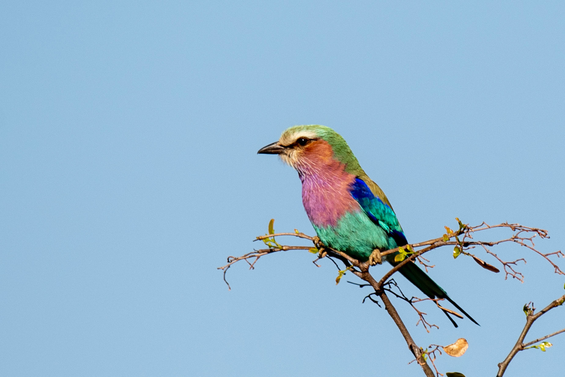 Louis Oosthuizen Photography - Lilacbreasted Roller / Gewone troupant