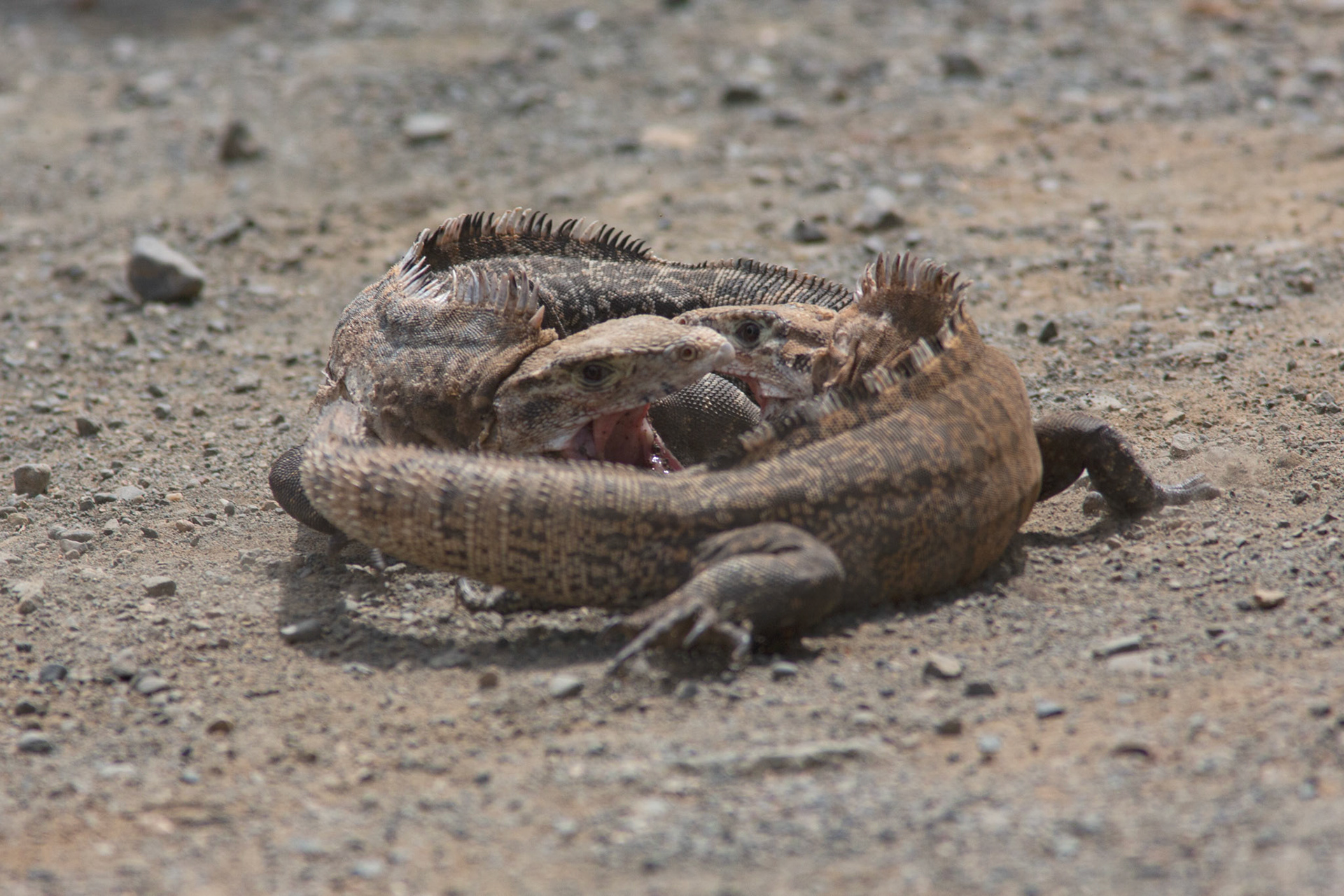 Lizards Fighting