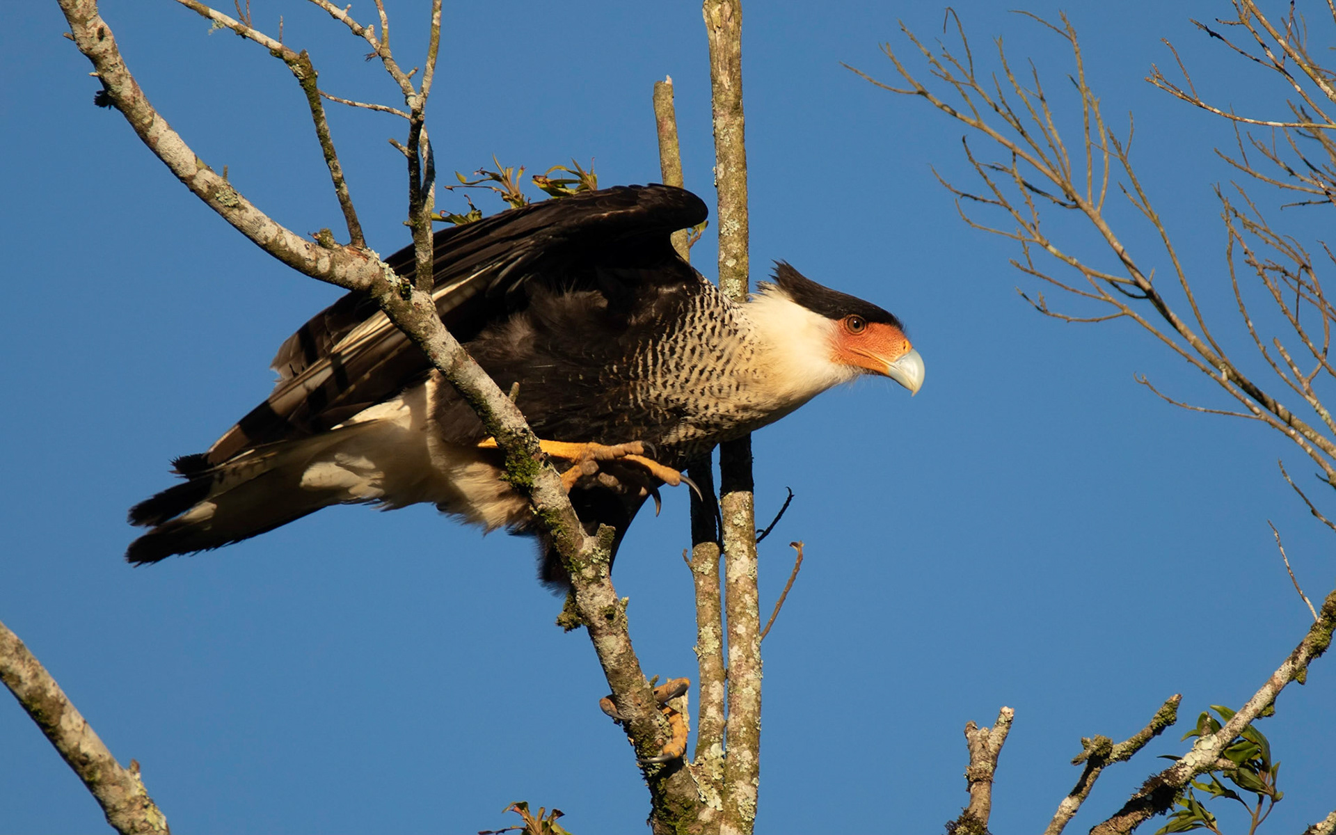 Crested Caracara