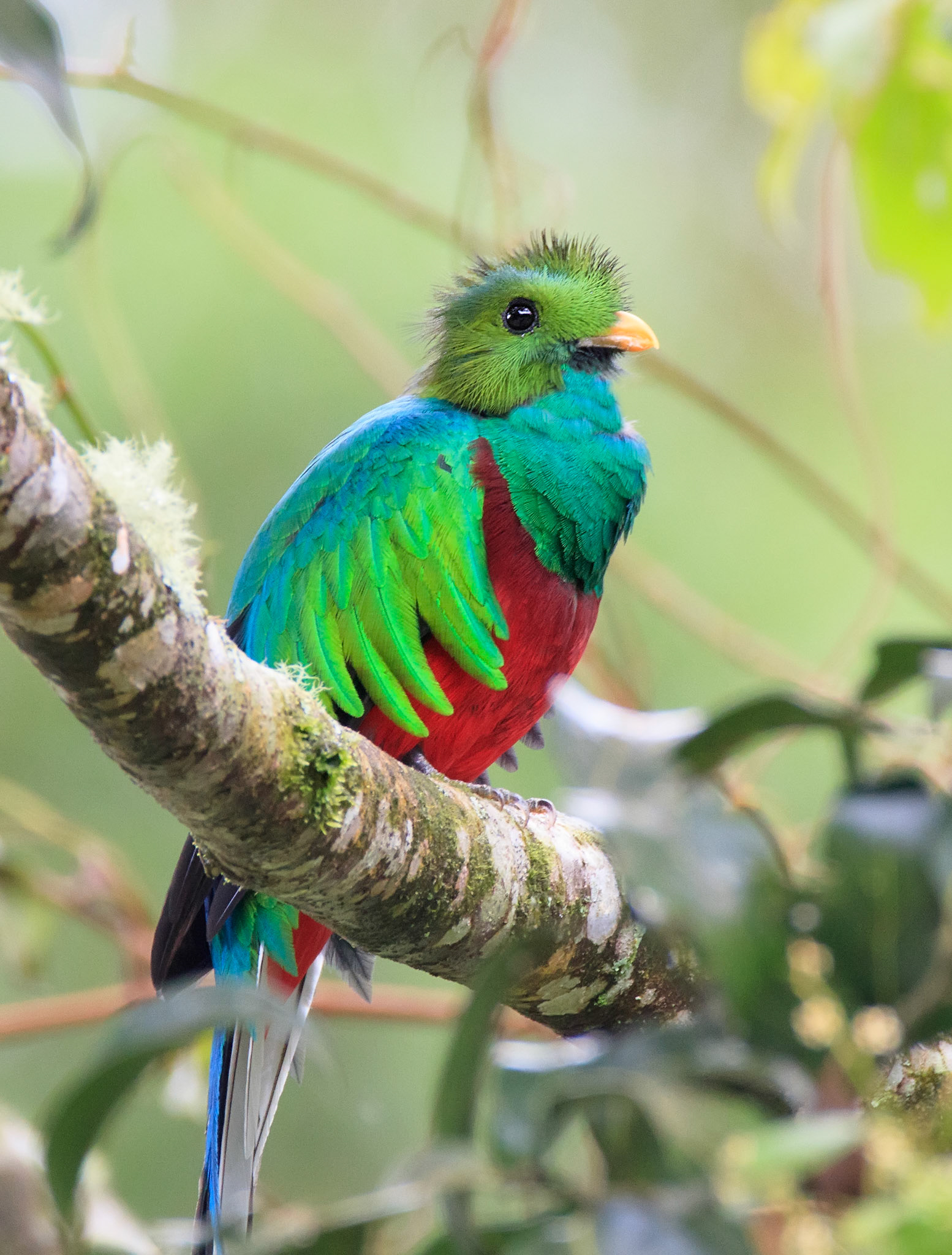 Resplendent Quetzal, Male