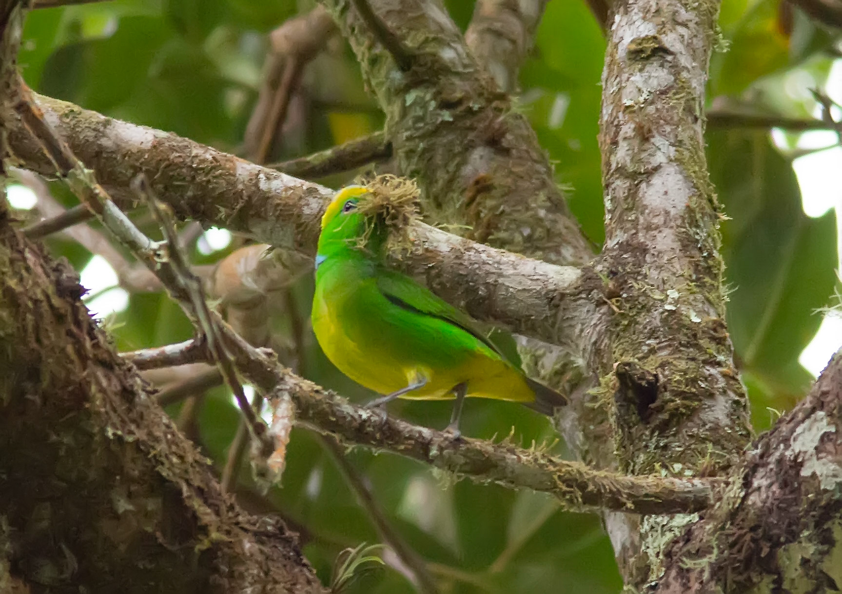 Golden-browed Chlorophonia, Male