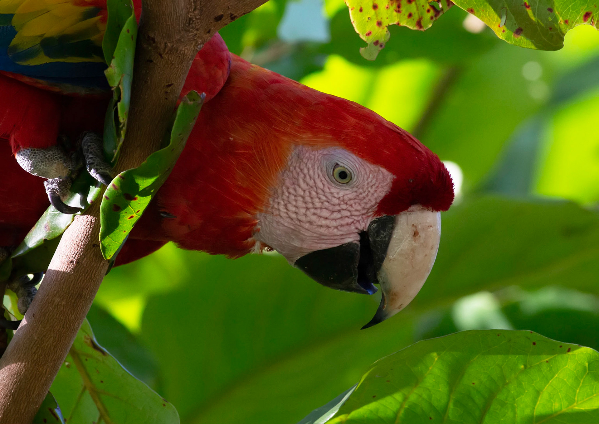 Scarlet Macaw
