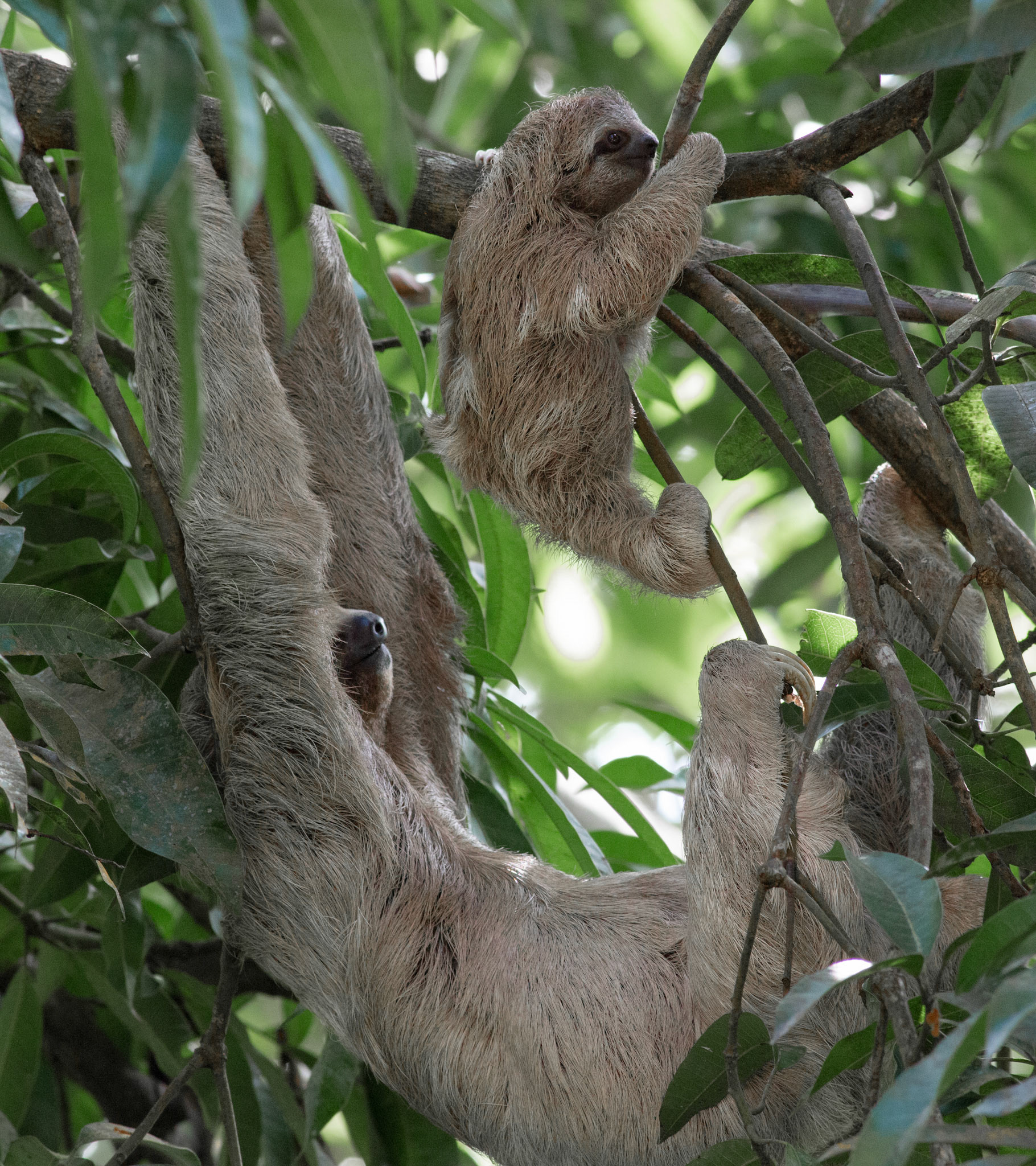 Three-toed Sloth, Mama with Baby Climbing