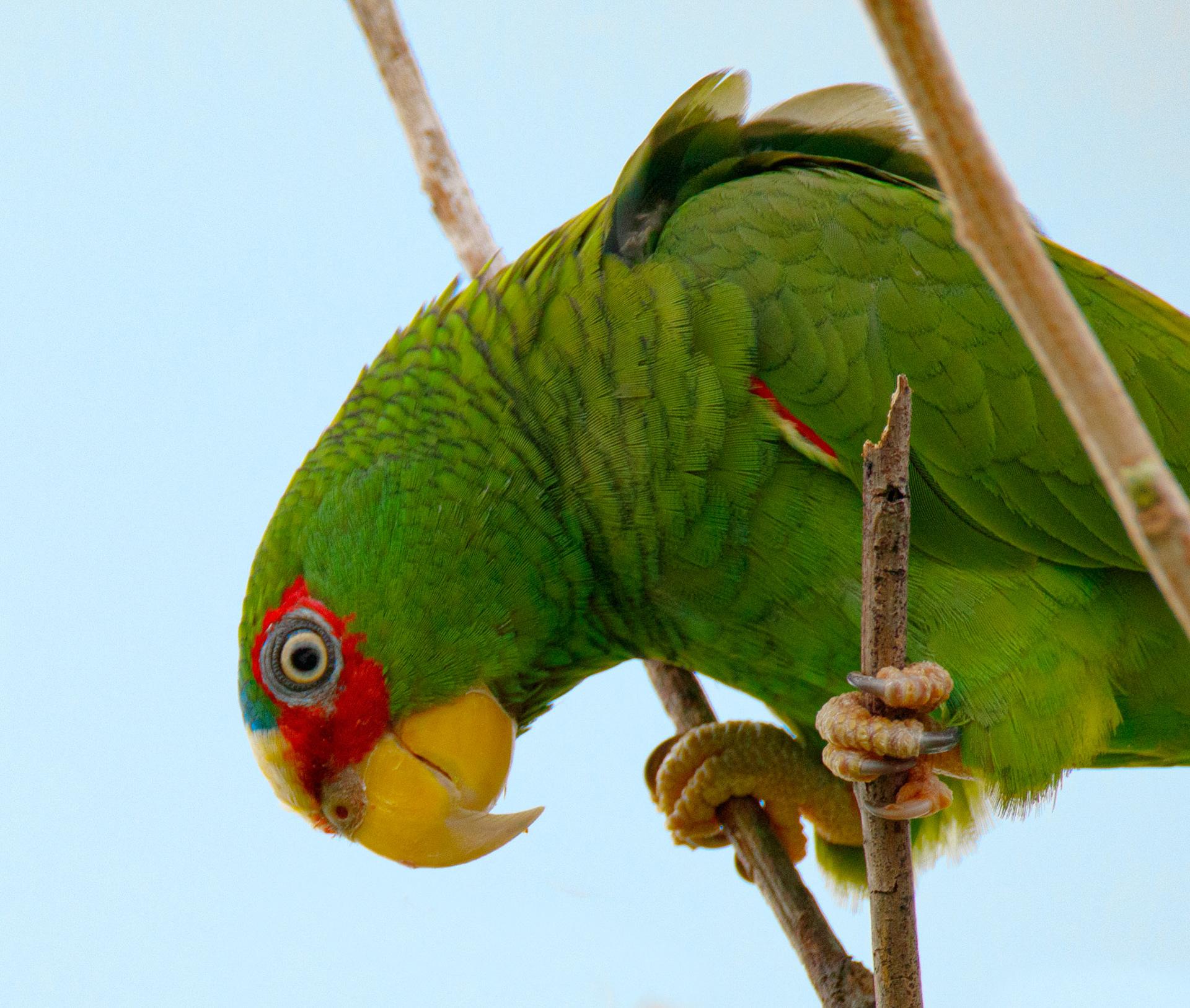 White-fronted Parrot