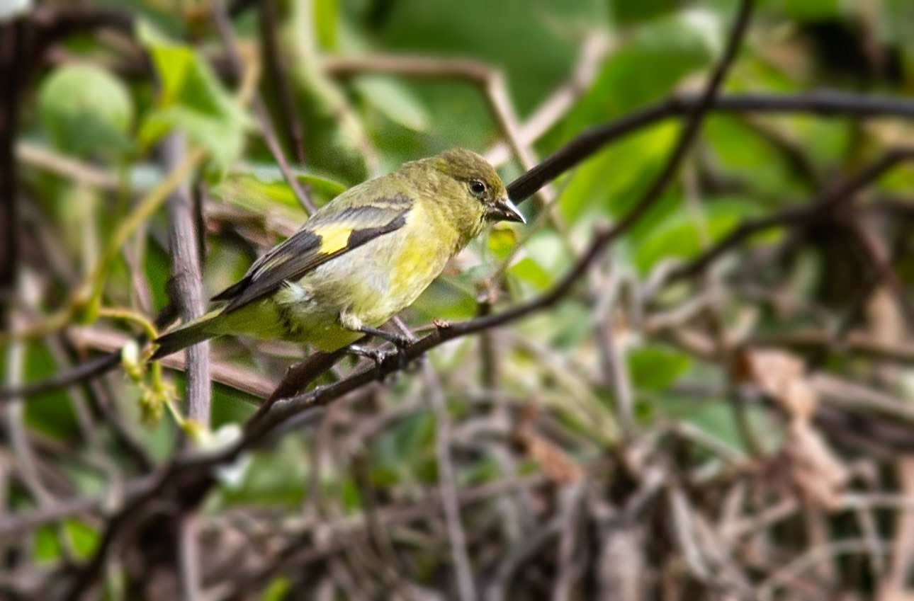 Yellow-bellied Siskin, Female
