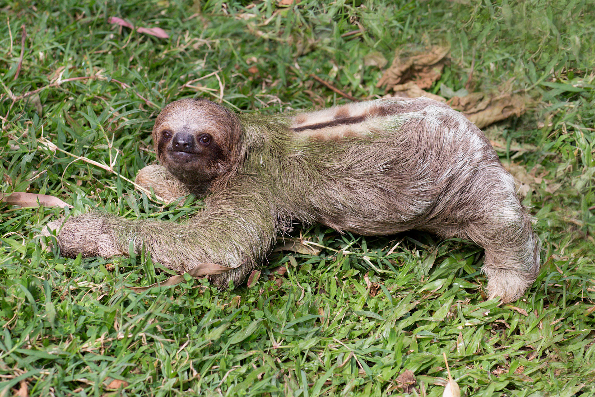 Three-toed Sloth