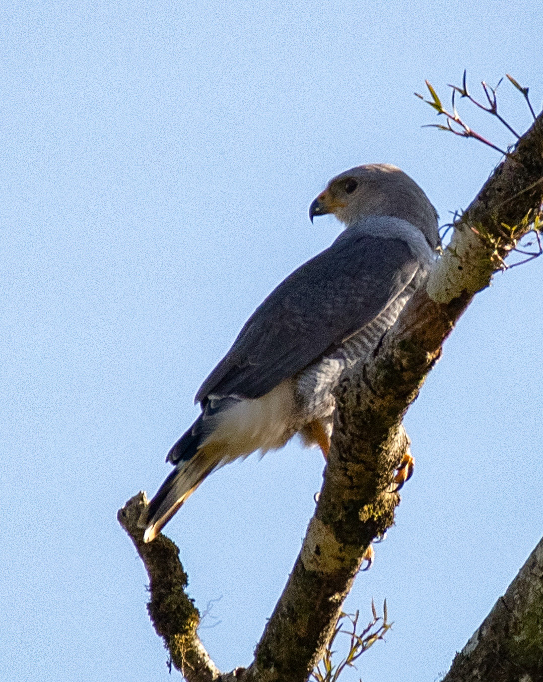 Gray Hawk