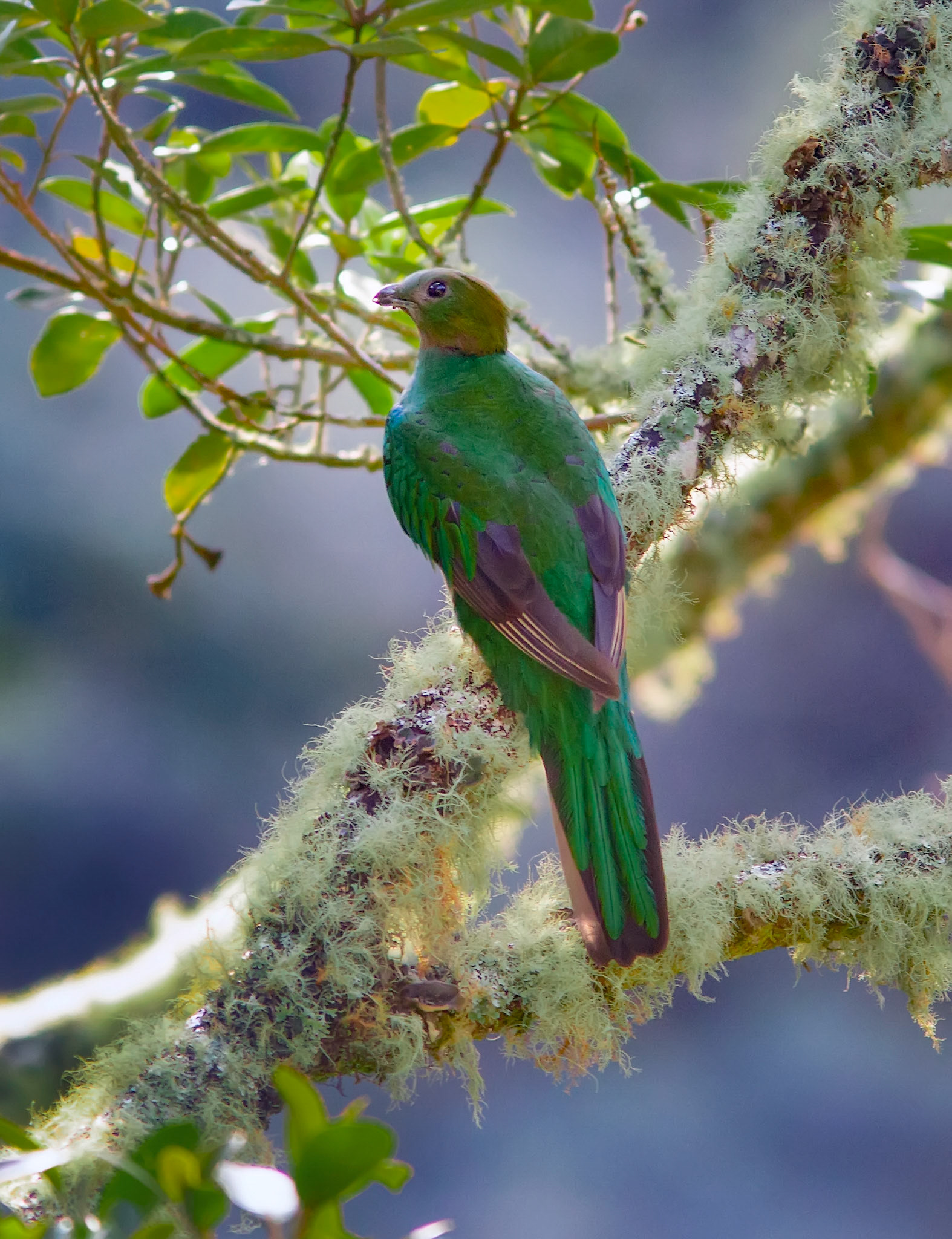 Resplendent Quetzal, Female