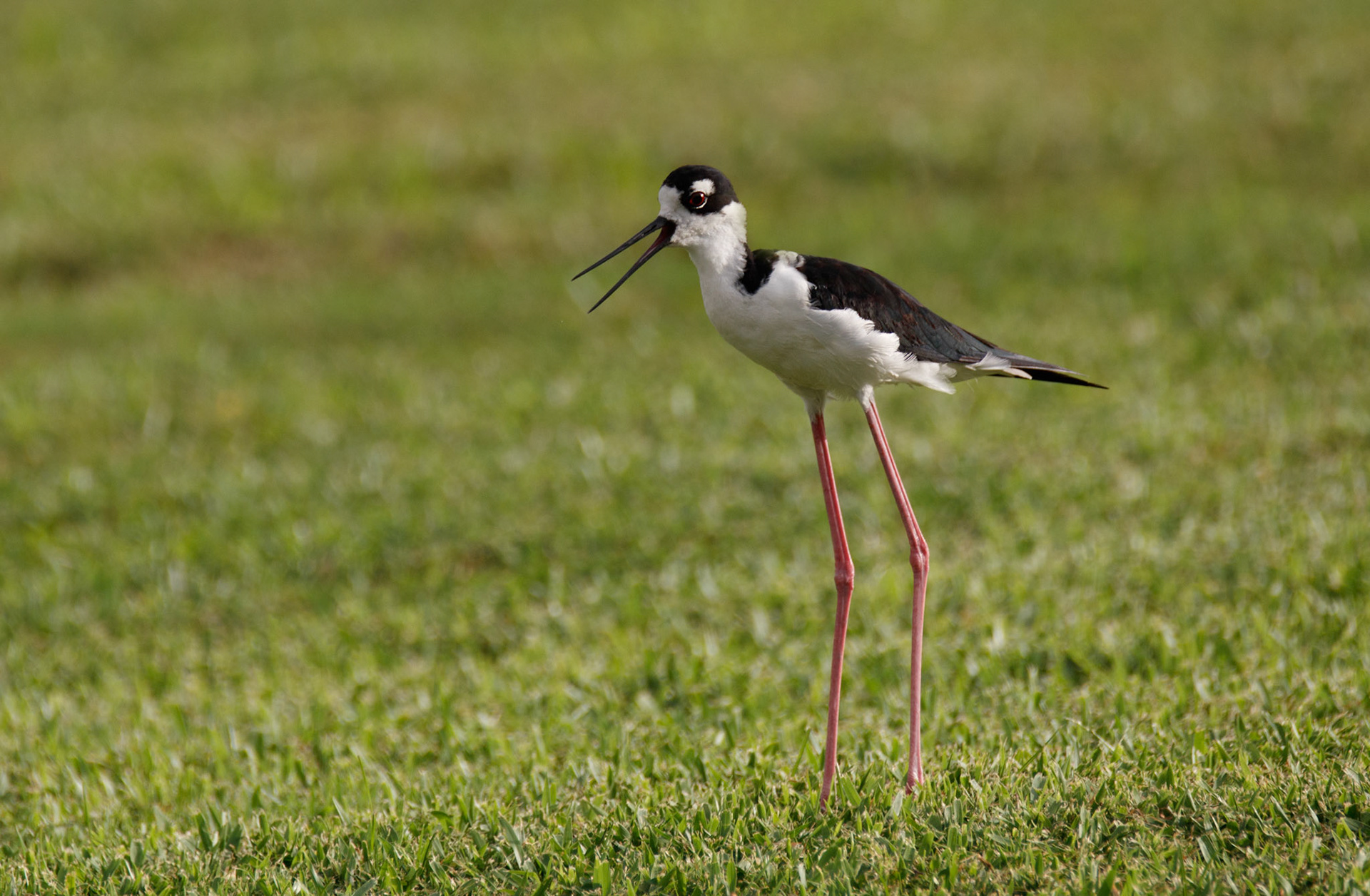 Black-necked Stilt