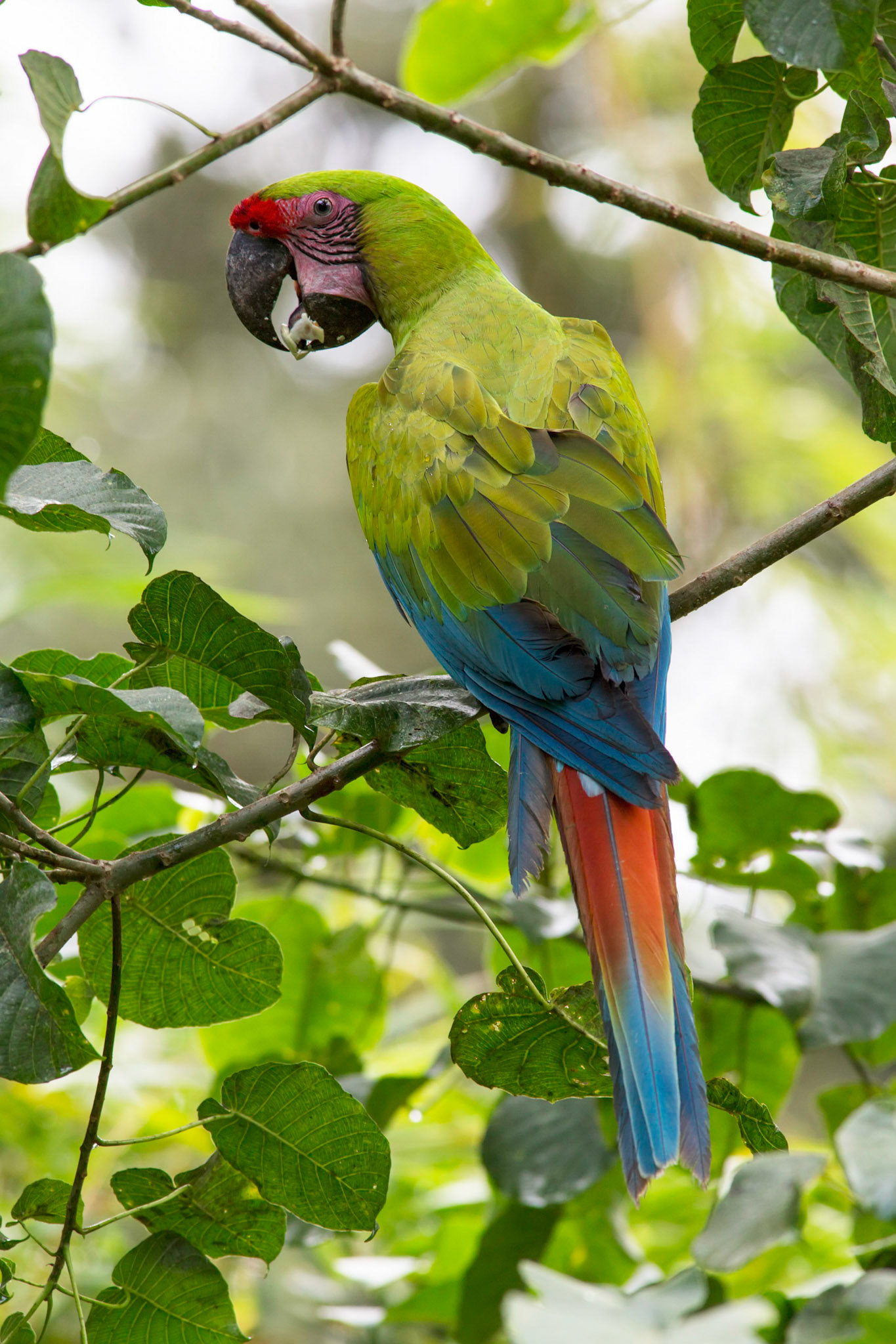 Great Green Macaw