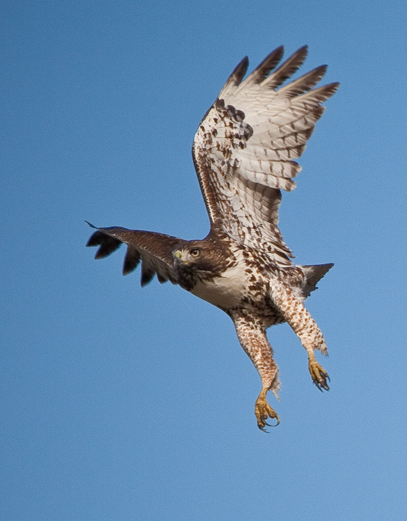 Red-tailed Hawk