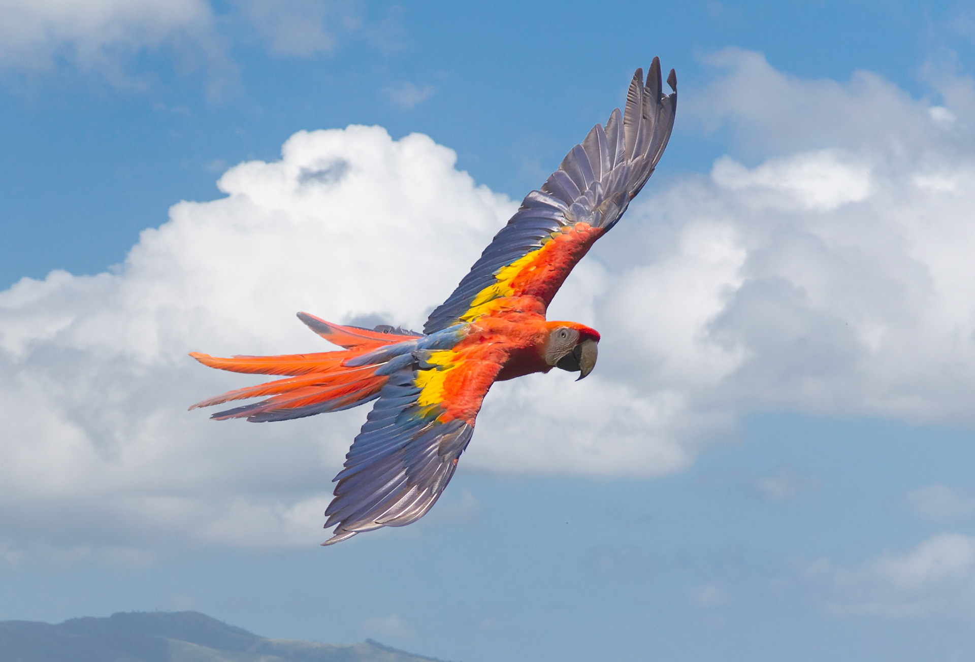 Scarlet Macaw iin Flight
