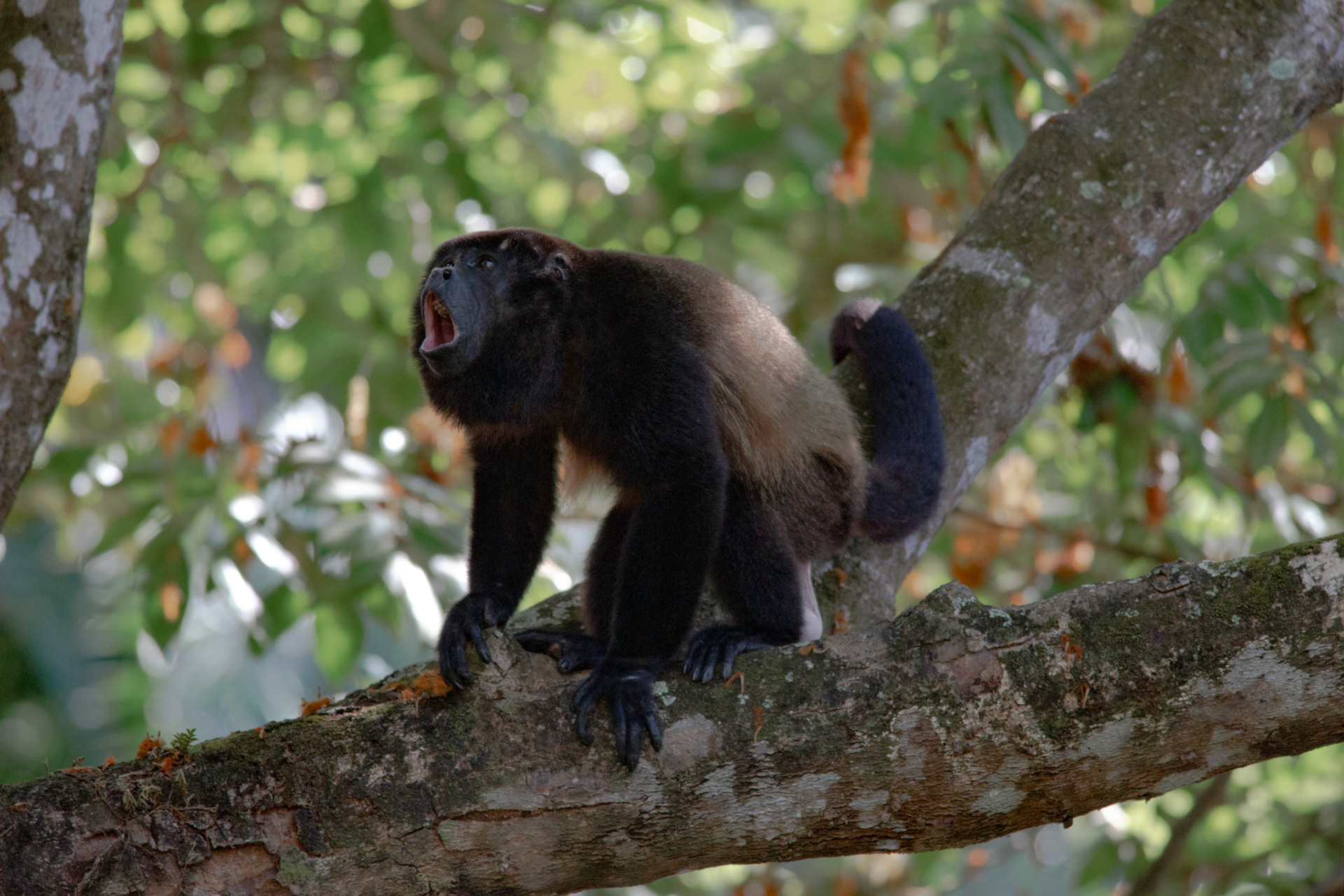 Howler Monkey