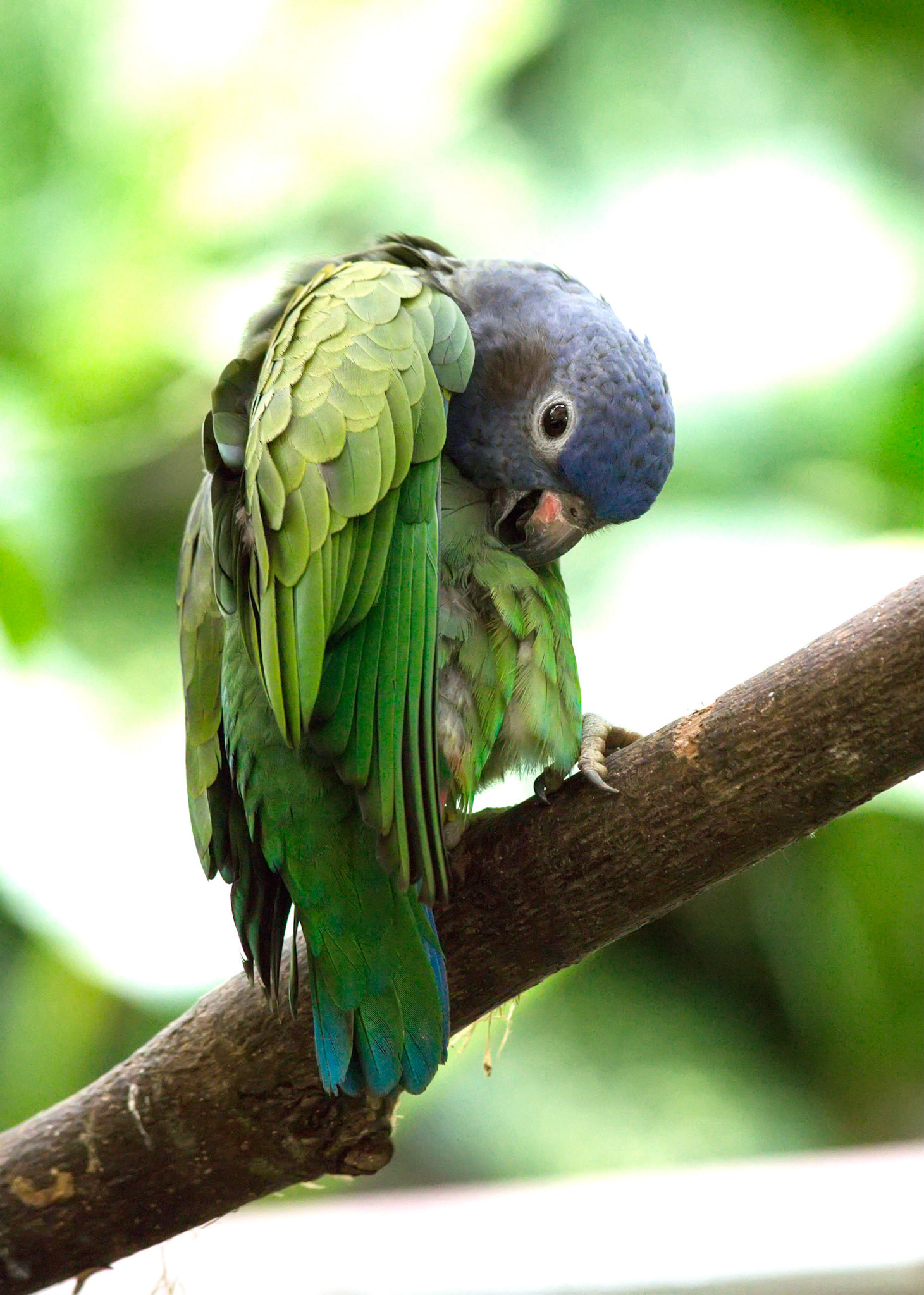 Blue-headed Parrot
