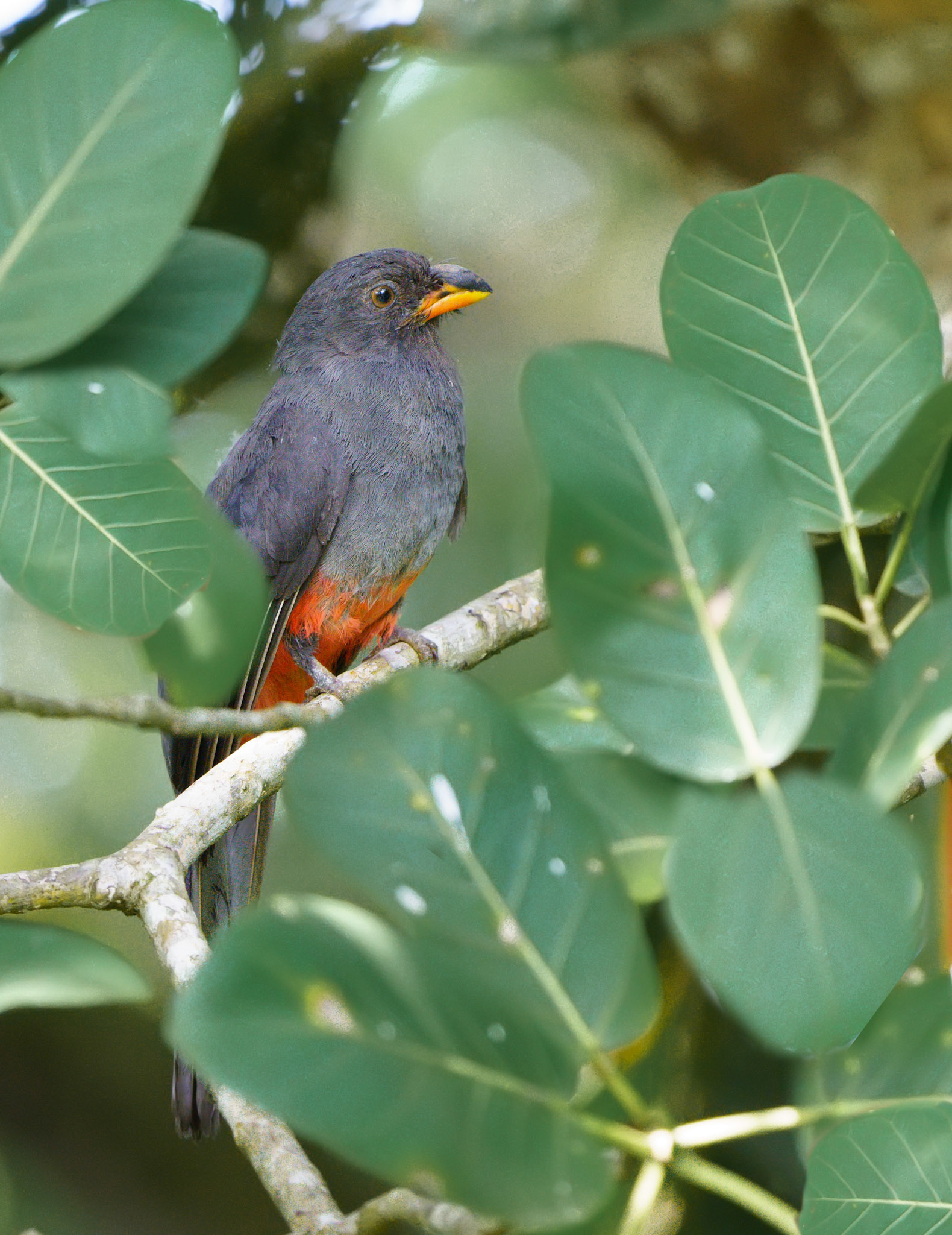 Slaty-tailed Trogon, Female
