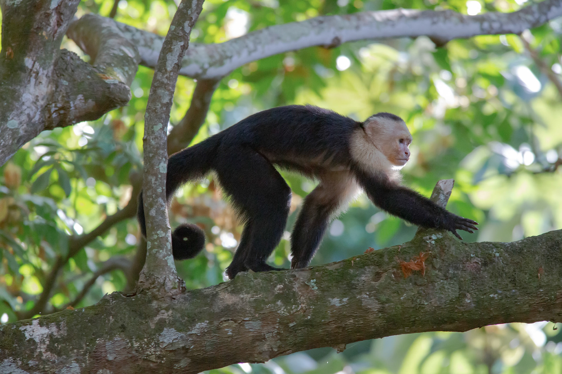 White Faced Capuchin Monkey