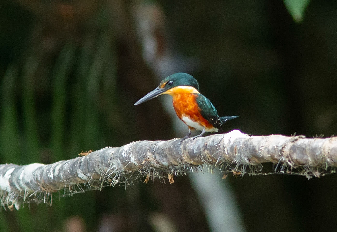 American Pygmy Kingfisher, Male