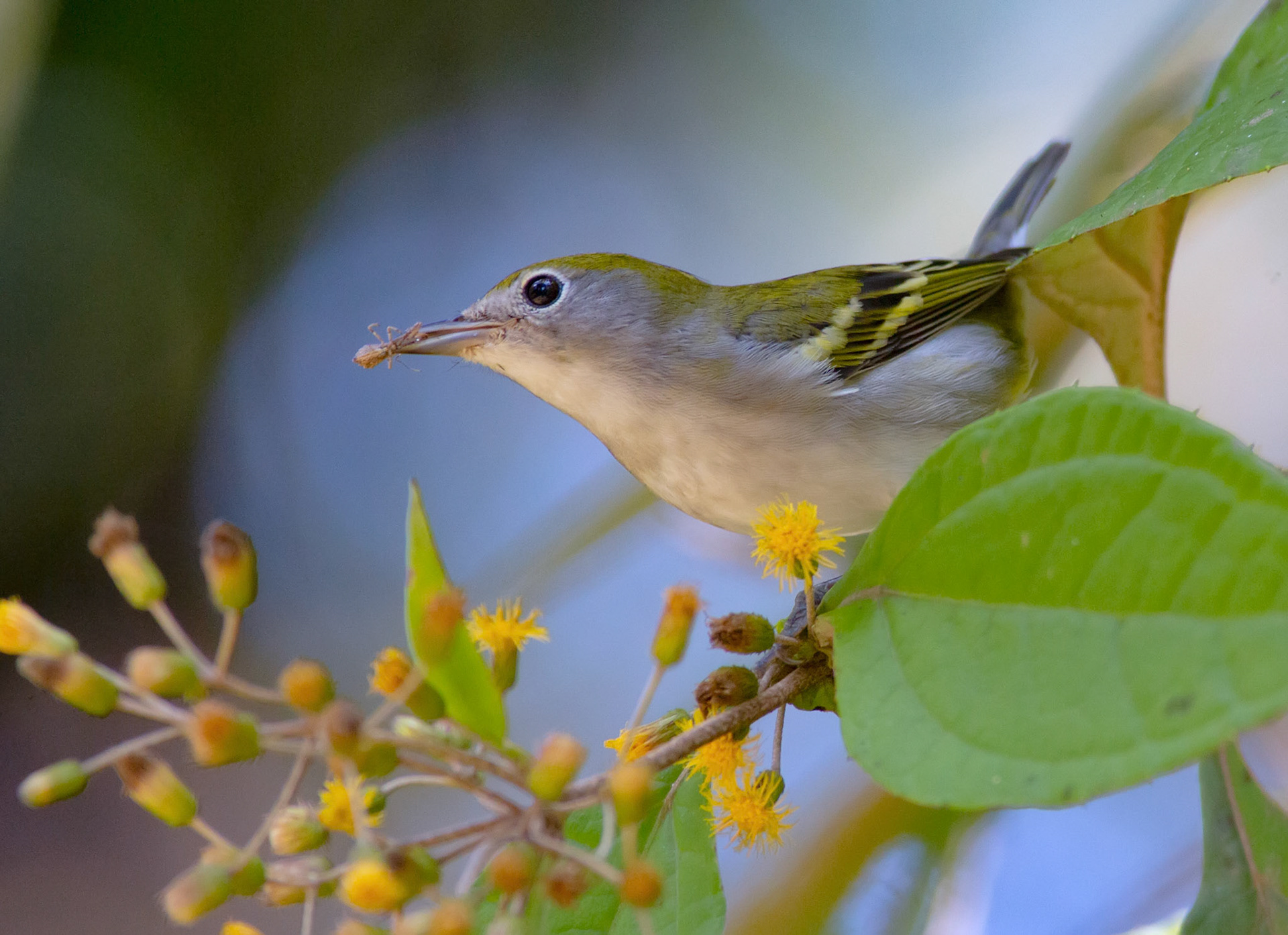 Chestnut-sided Warbler