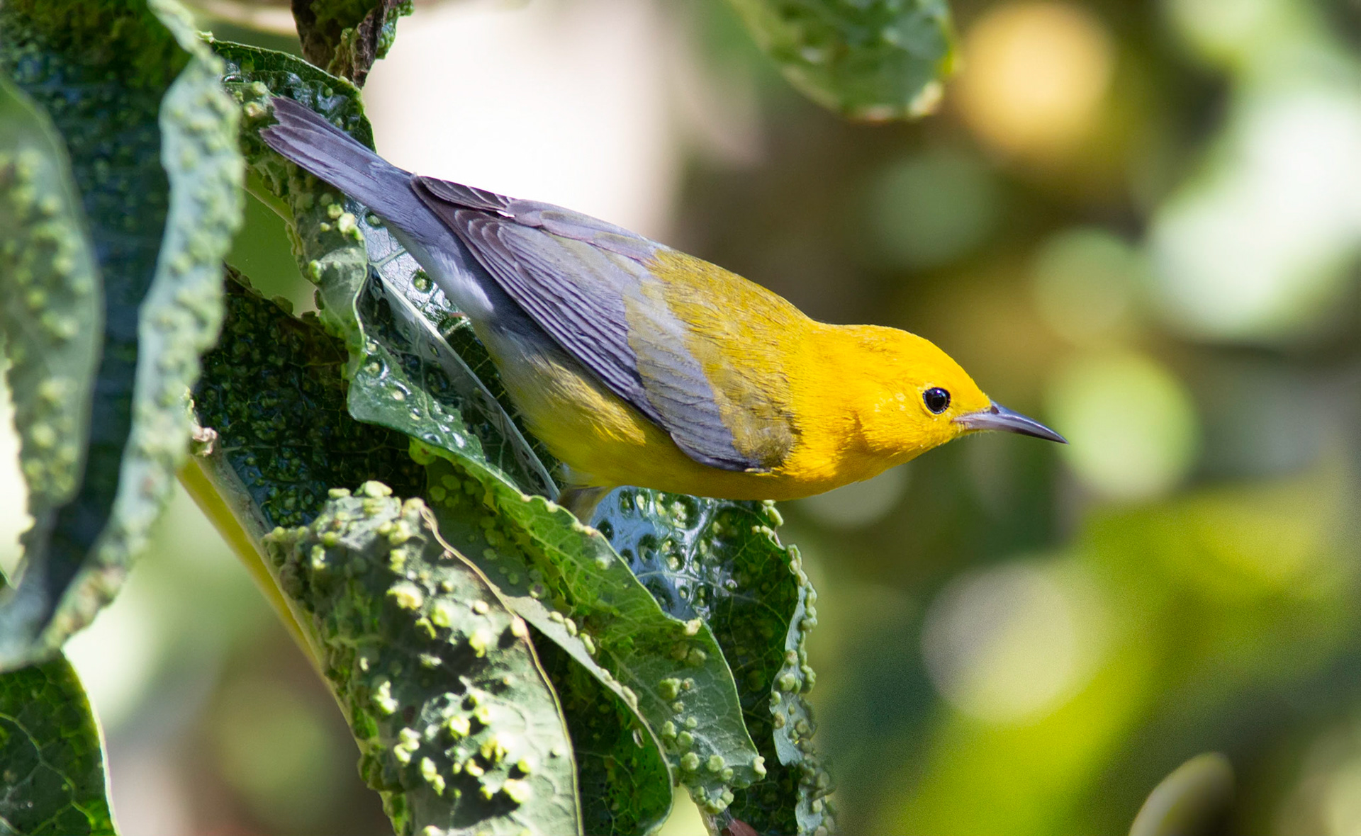 Prothonotary Warbler
