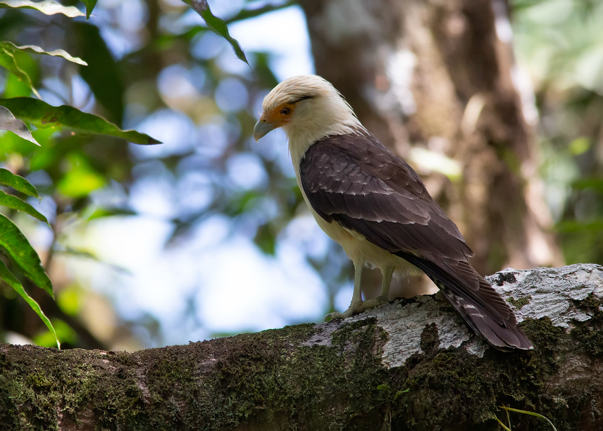 Yellow-headed Caracara