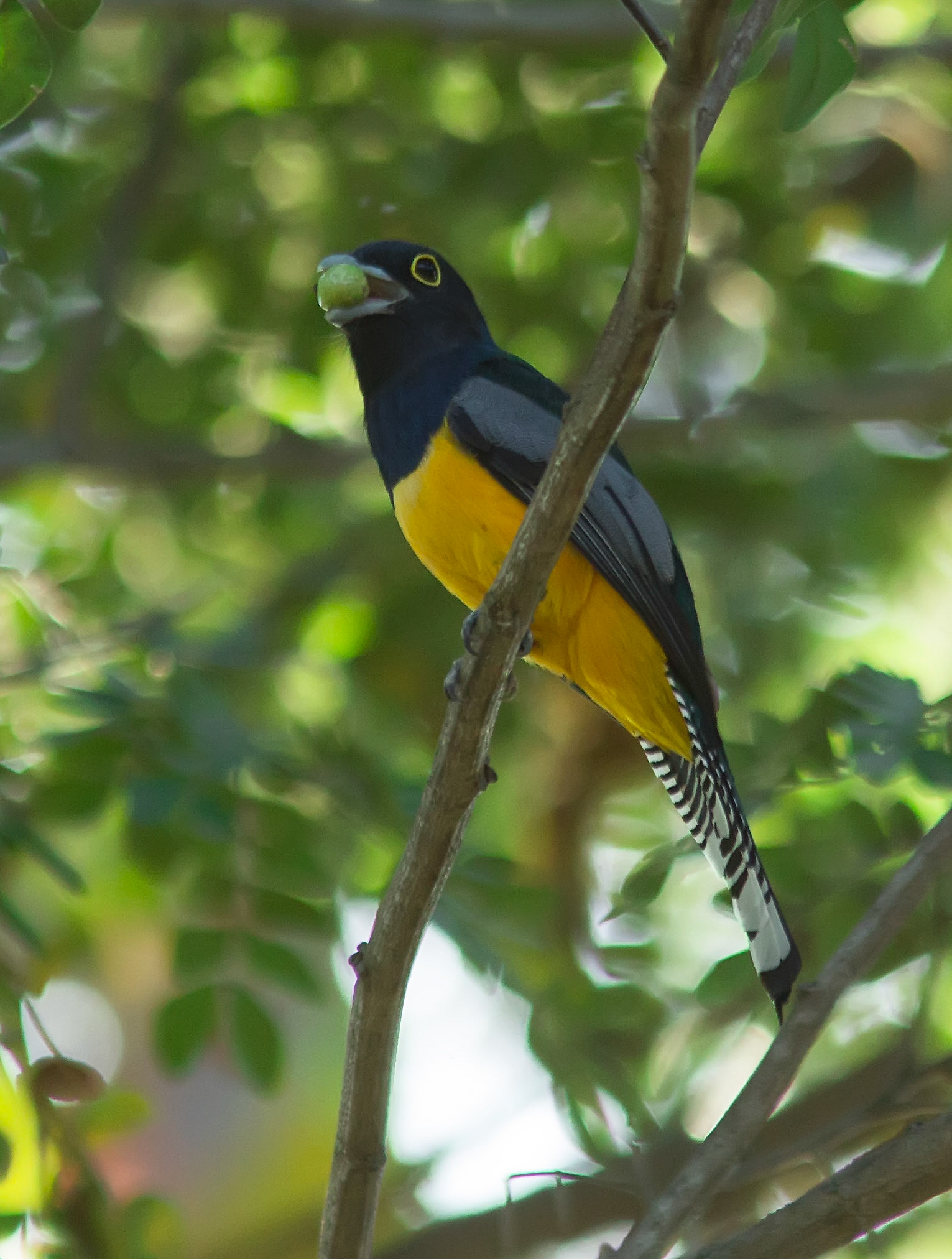 Gartered Trogon, Male