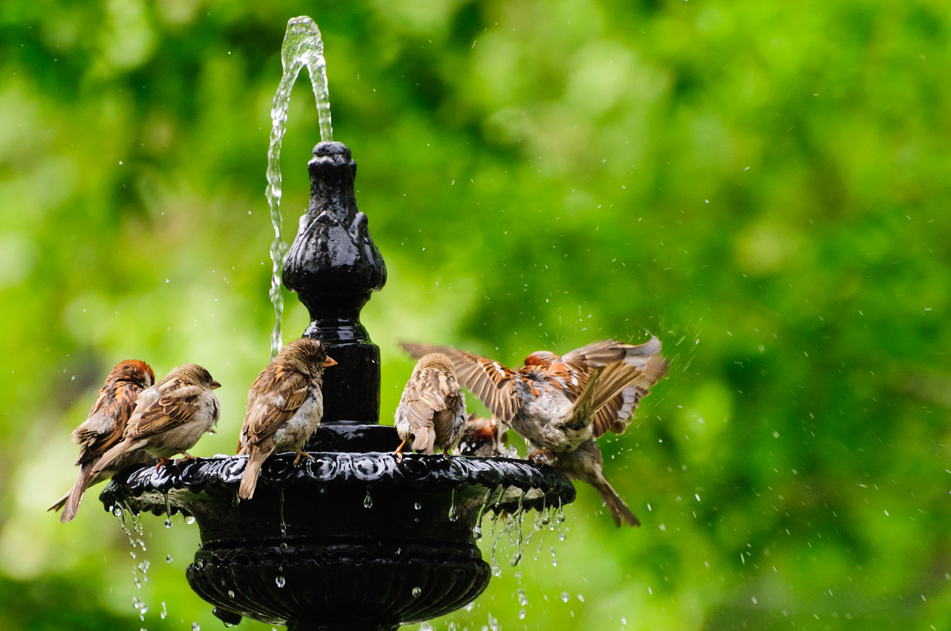 Bird Bath Social