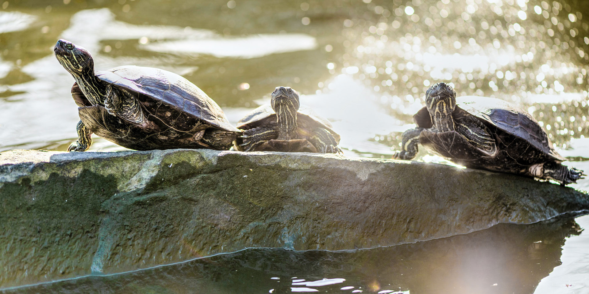 A good day for basking