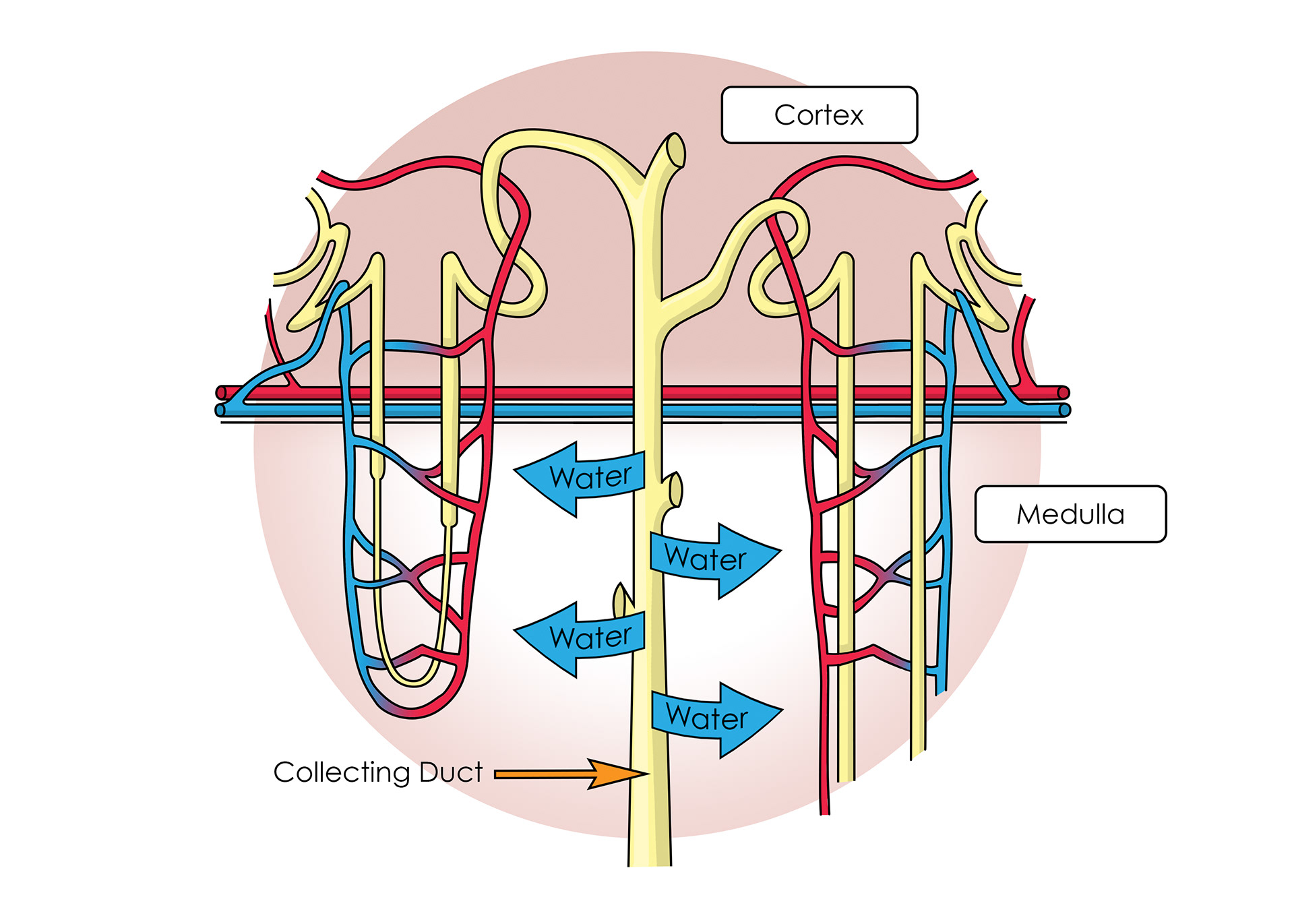 slmillustration-functions-of-the-kidneys-book-illustration