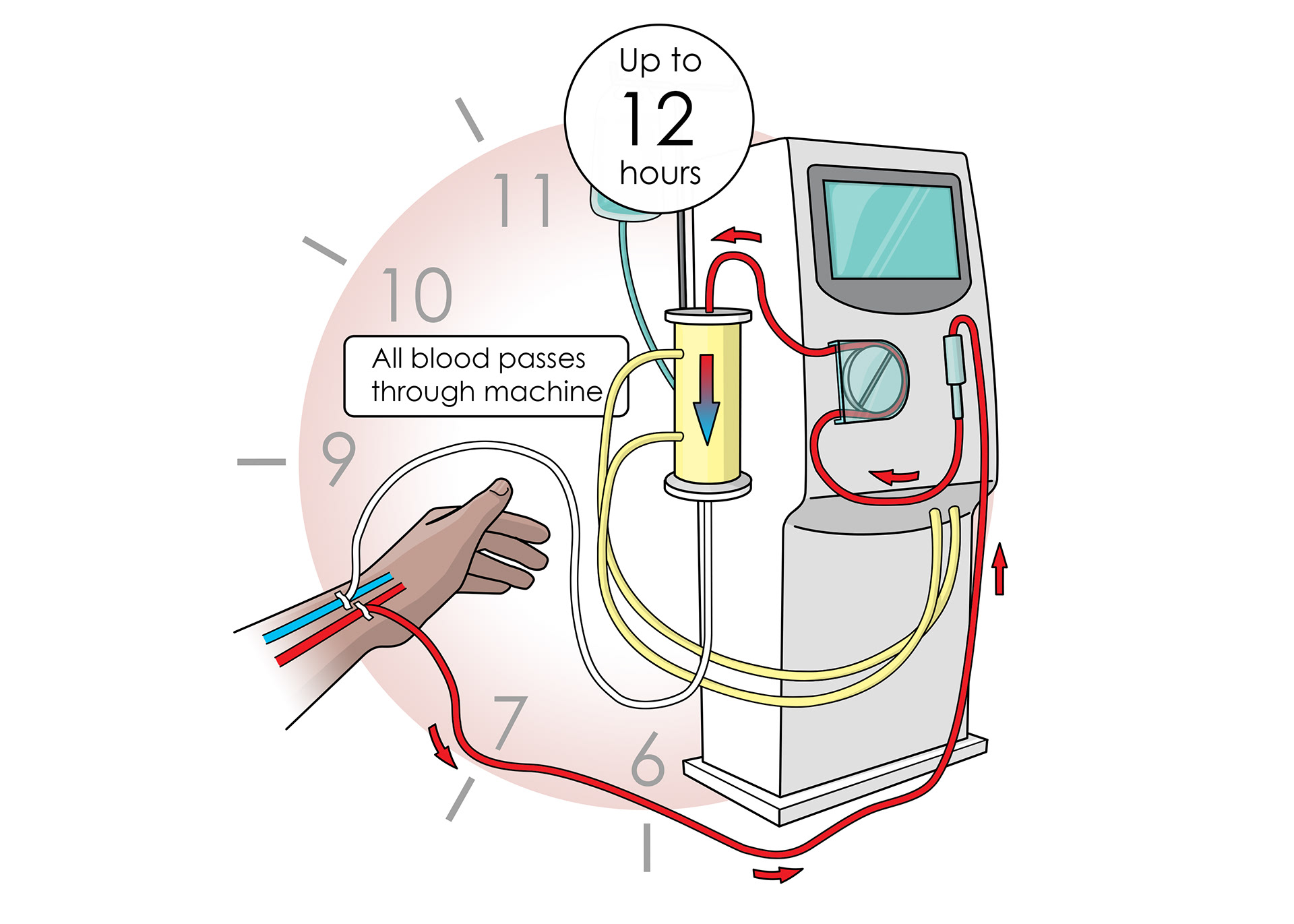 Download slmillustration - Functions of the Kidneys - Book illustration