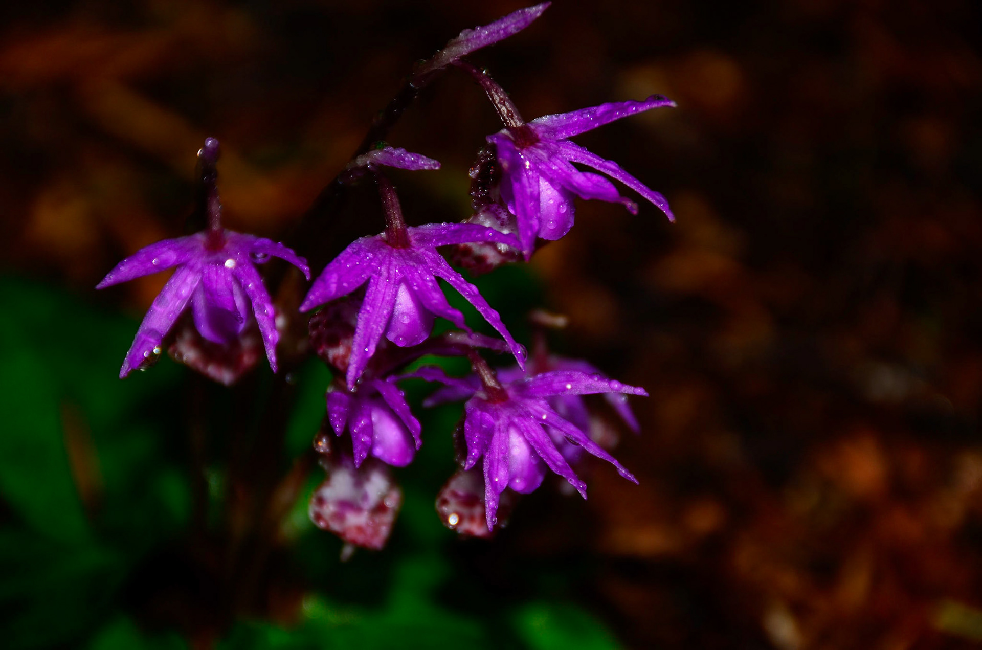 Lady Slipper