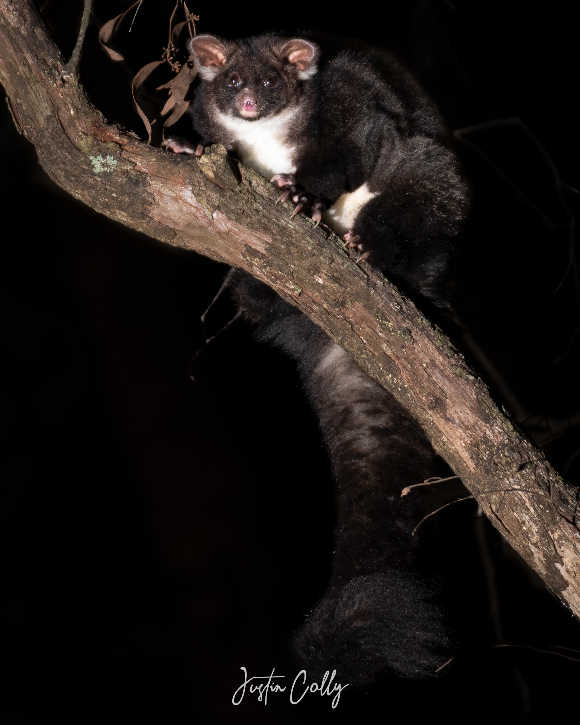 Greater glider (Petauroides volans) in Narbethong