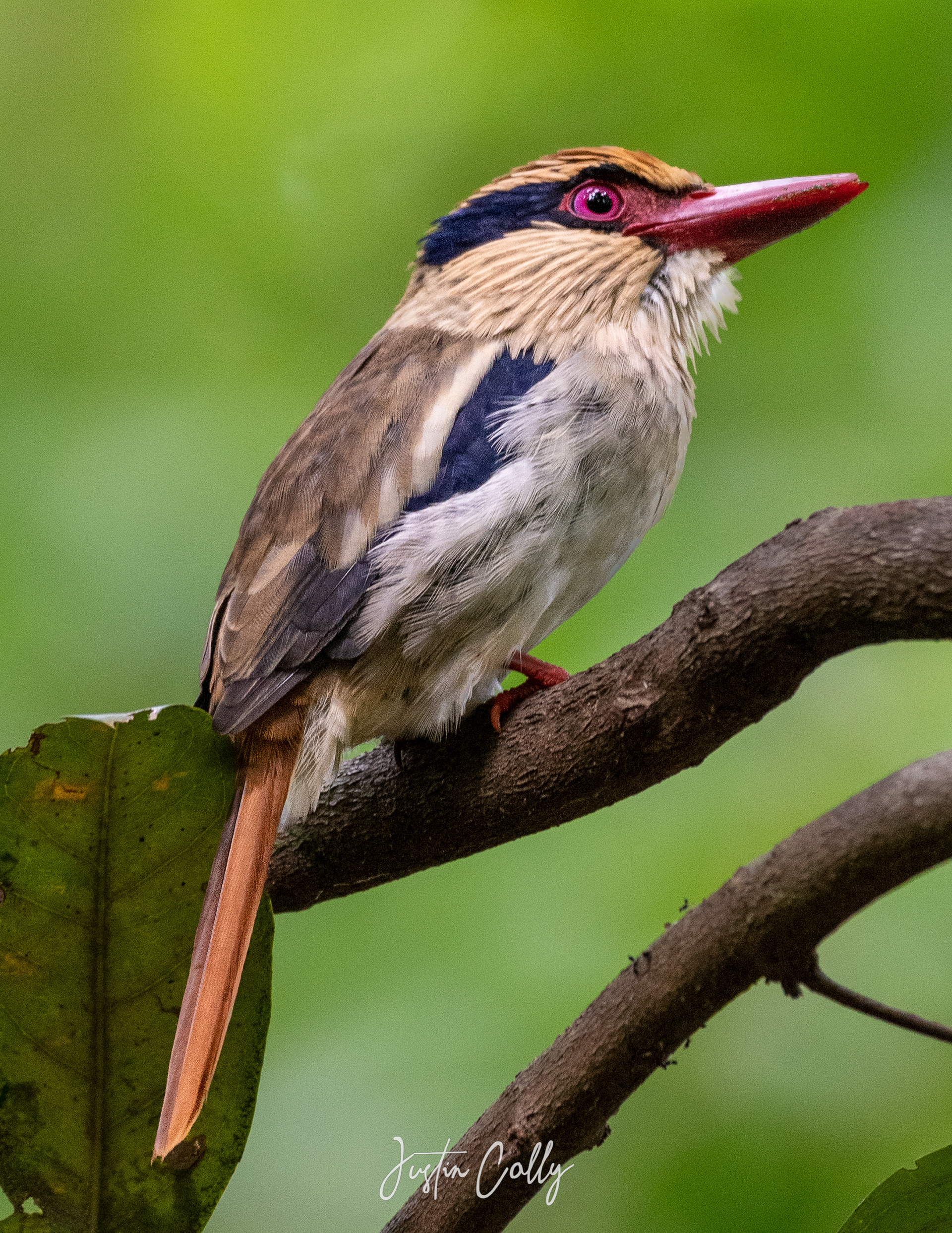 Lilac kingfisher (Cittura cyanotis) in Tangkoko, Sulawesi
