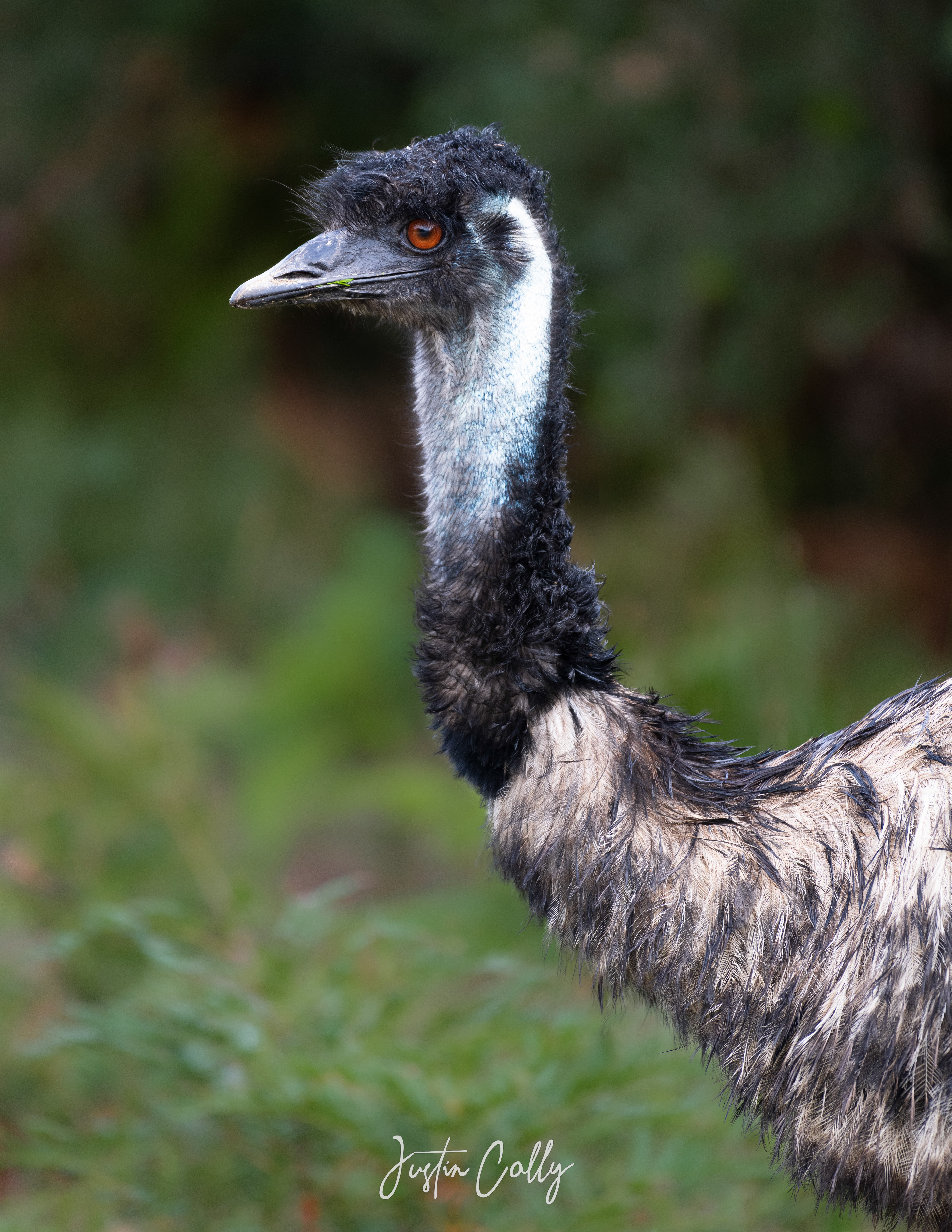 Emu (Dromaius novaehollandiae) in Wilson's Promontory, Australia