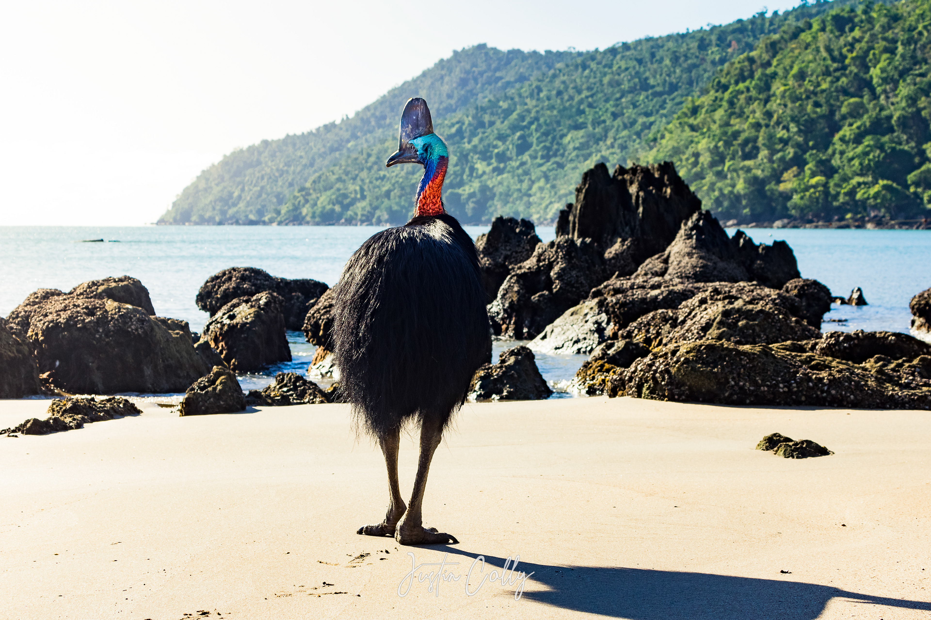 Southern cassowary (Casuarius casuarius) in Tropical North Queensland, Australia