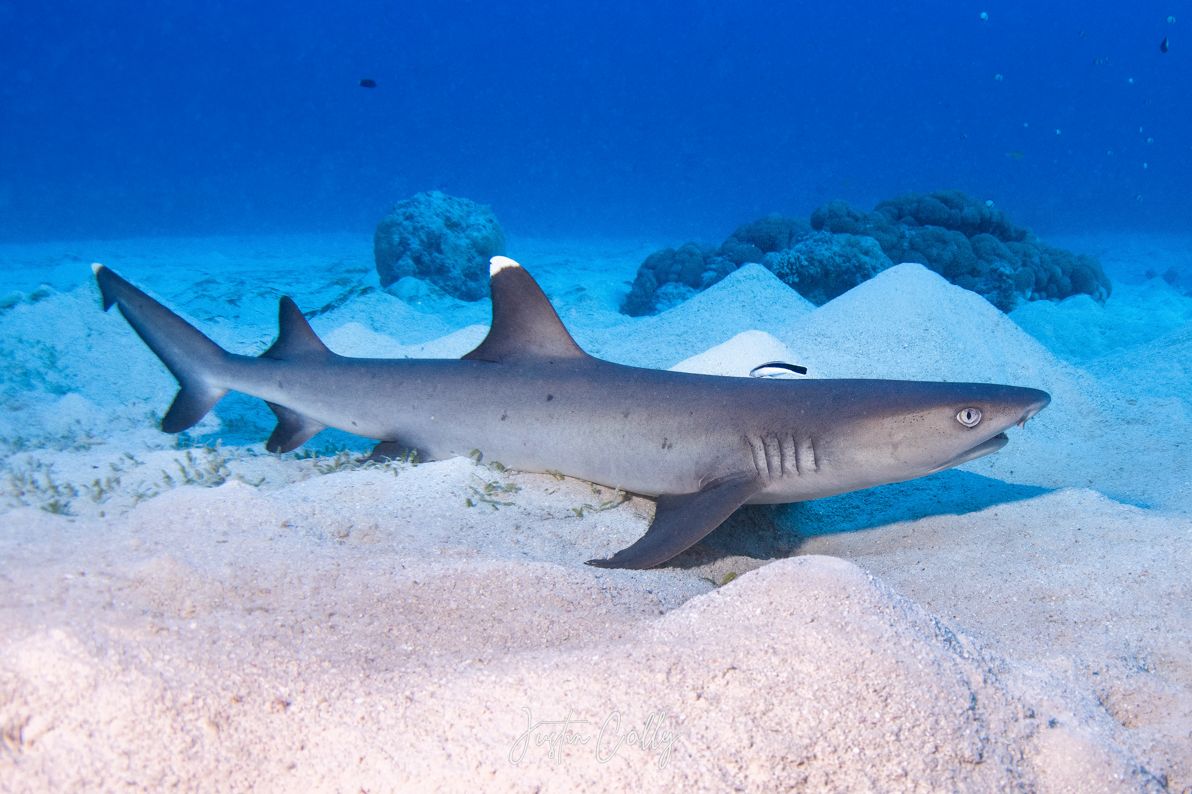 Whitetip reef shark (Triaenodon obesus)