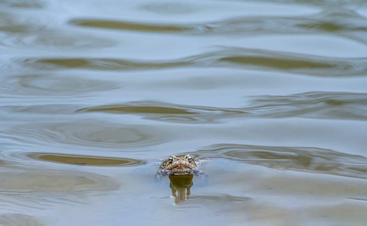 common toad