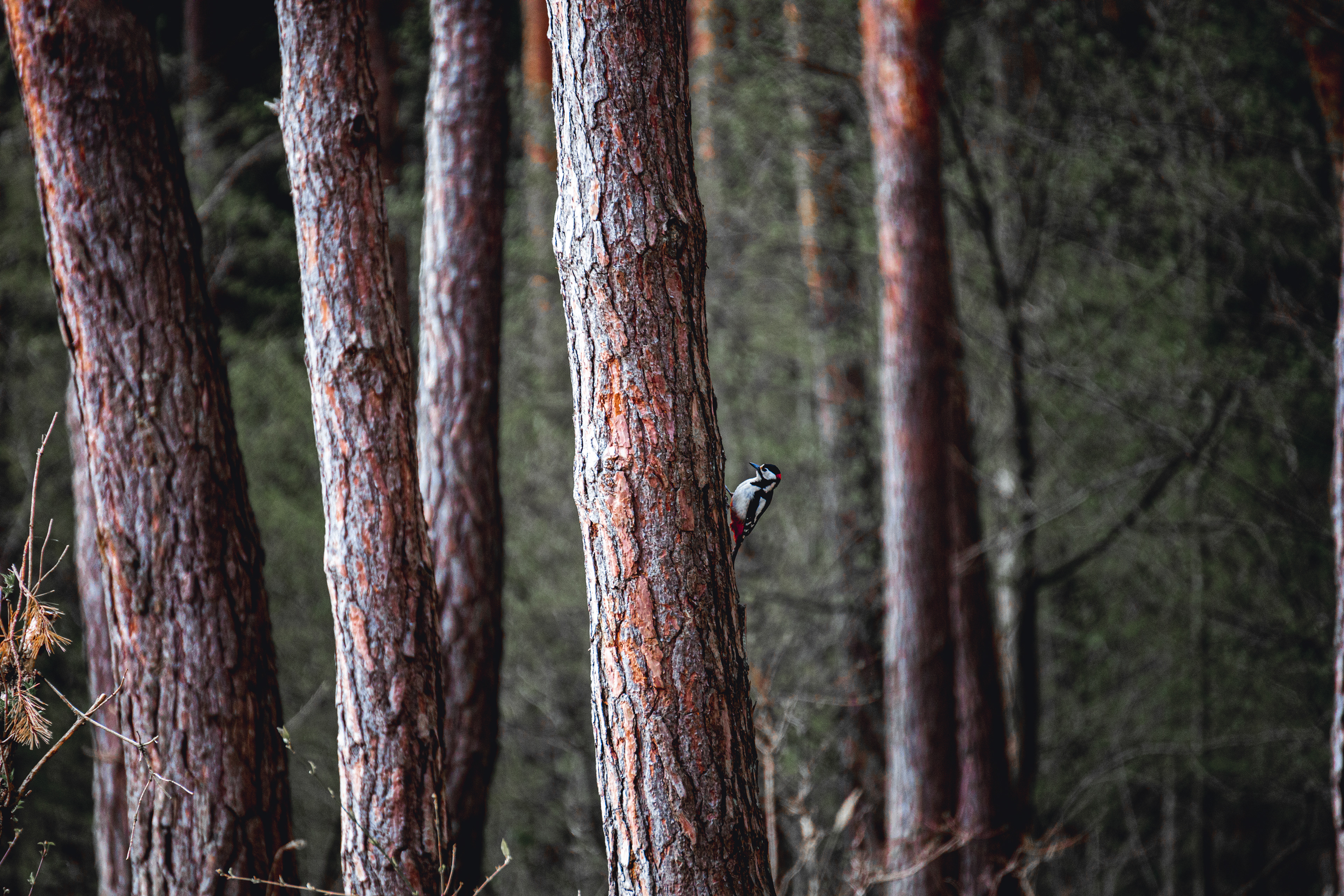 Bilder wurden aufgenommen an der Fröttmaninger Heide in München, nahe der Allianzarena. Bei der Heide handelt es sich um einen ehemaligen Truppenübungsplatz am Rande von München, der von Wäldern, Tieren, Insekten, Hummeln, Bienen und sogar Spechten bewohnt ist. Tags: Bilder aufgenommen während meiner Reise nach Japan in Asien. Während dieses Trips erweiterte ich mein Reiseportfolio mit Eindrücken aus Tokio, Kyoto und Osaka. Die Bilder fangen Einblicke in ein modernes, traditionelles und alltägliches, fern von Tourismus, intimes Japan: München, Fröttmaninger Heide, Natur, forest, Wald, lost places, Fotograf, München, Photographer, Munich, Portrait, Porträt, Portfolio. Streetphotography, Streetphotographer, Specht
