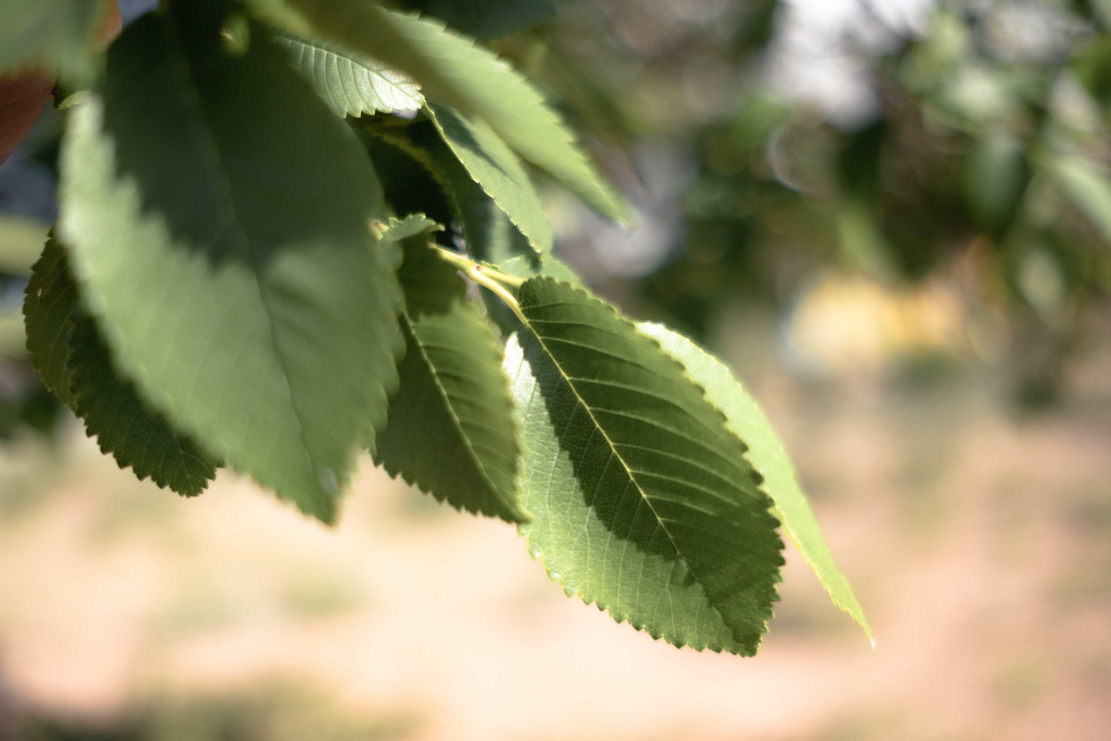 Arbre - lac Issyk Kul - Kirghizstan © MARTIN PETEROLFF