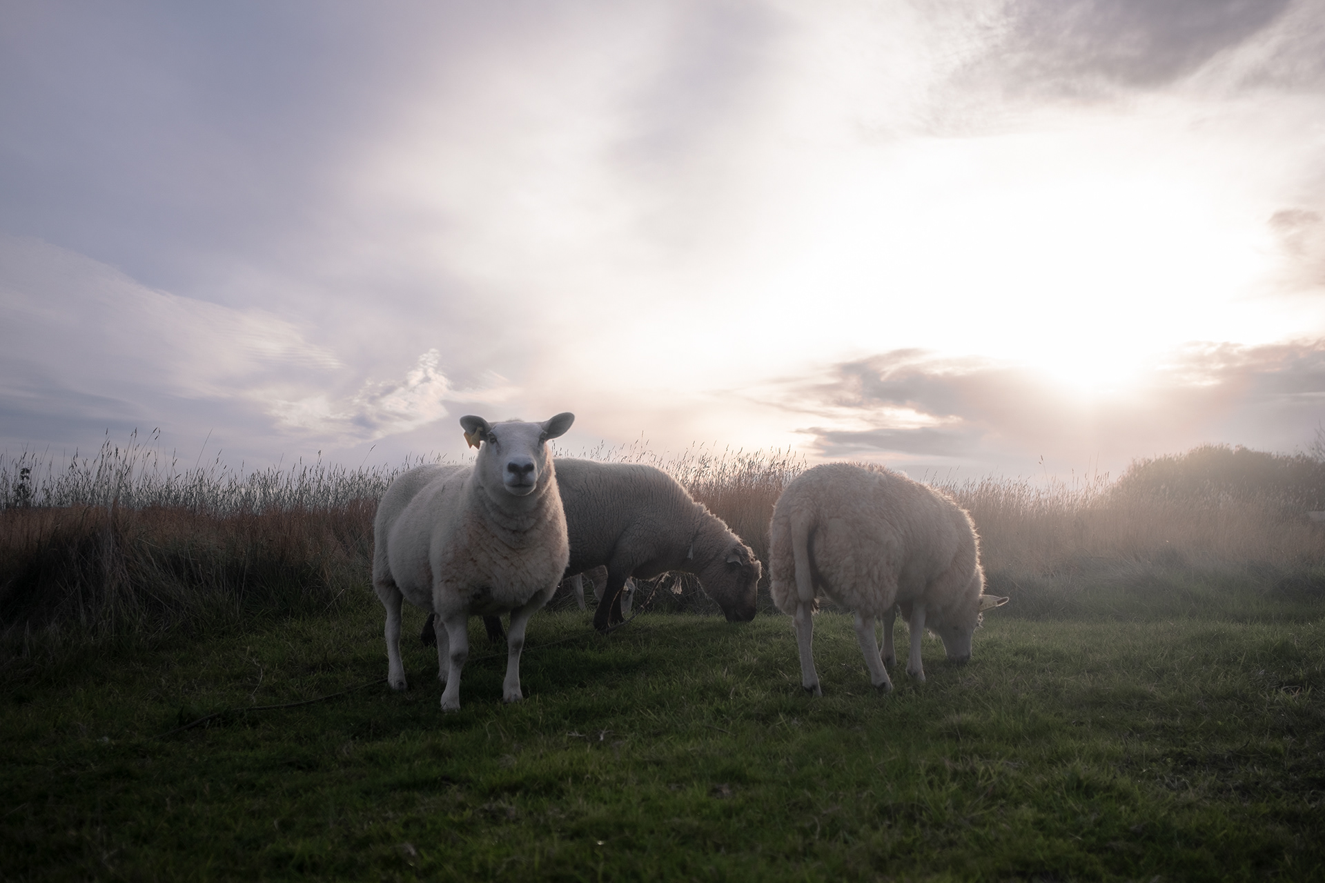 Les moutons - Ouessant