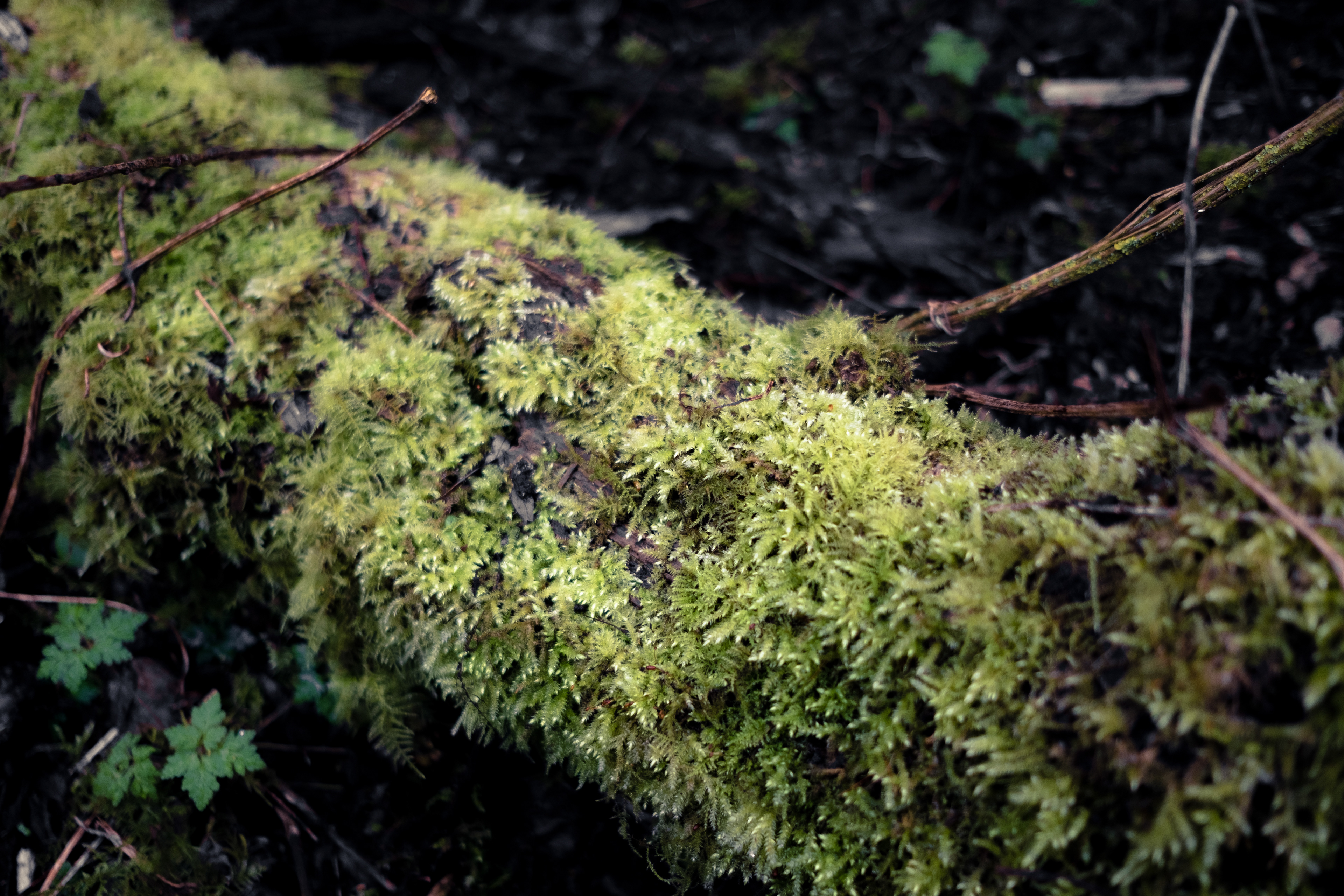 Arbre - Saint-Omer © MARTIN PETEROLFF