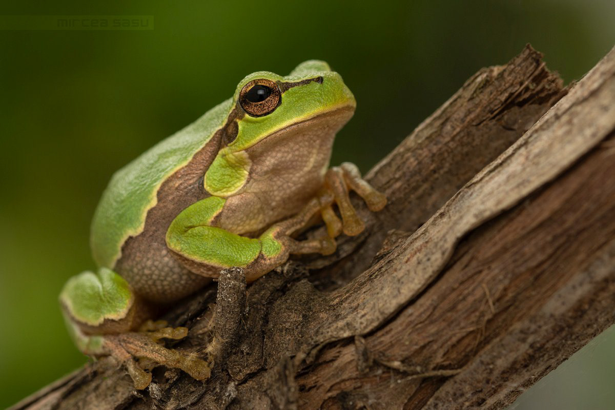 Mircea Sasu - Frogs