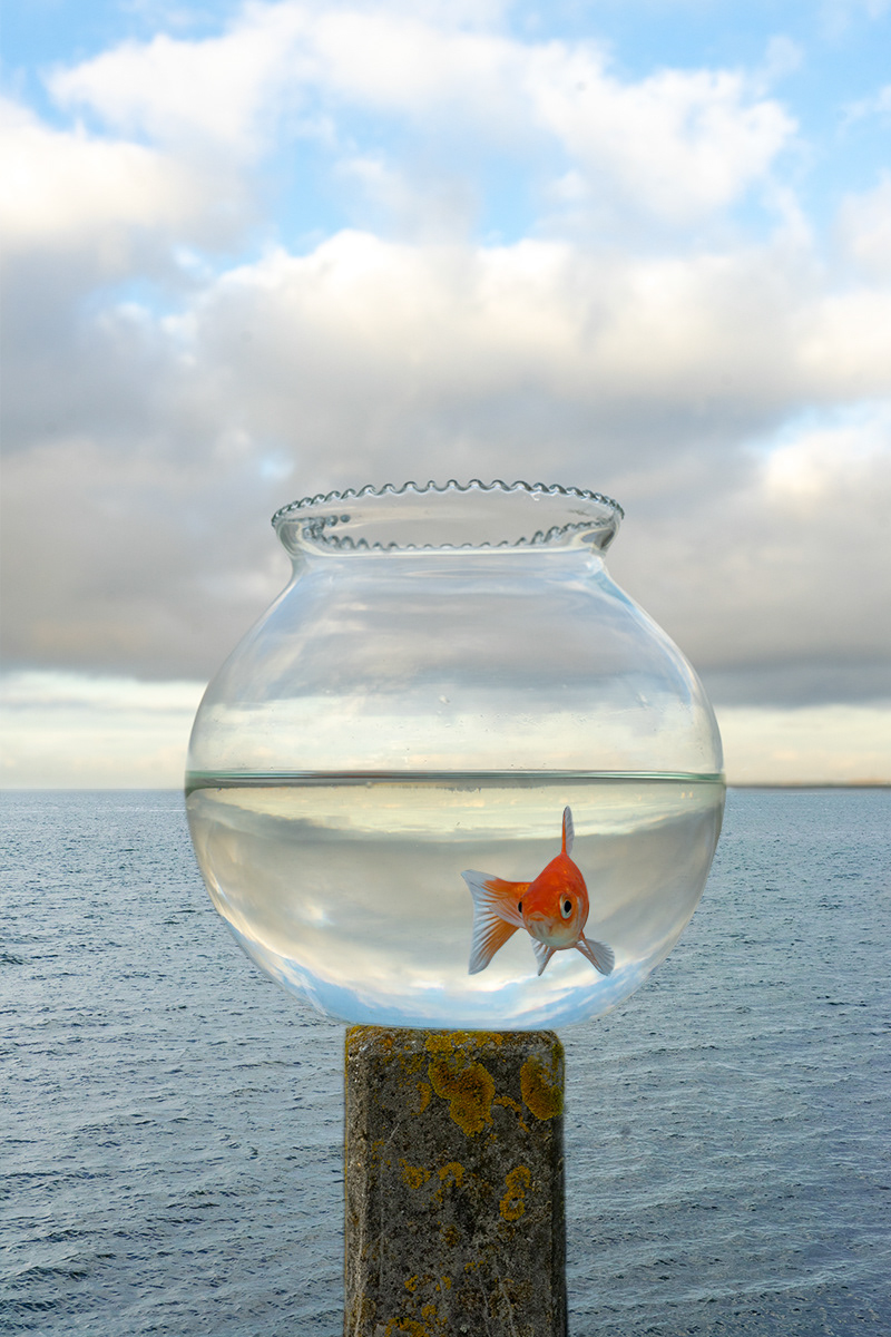 1. Fish, 2019. Hanemühle Fine Art print, 40 x 60. Edition of 30