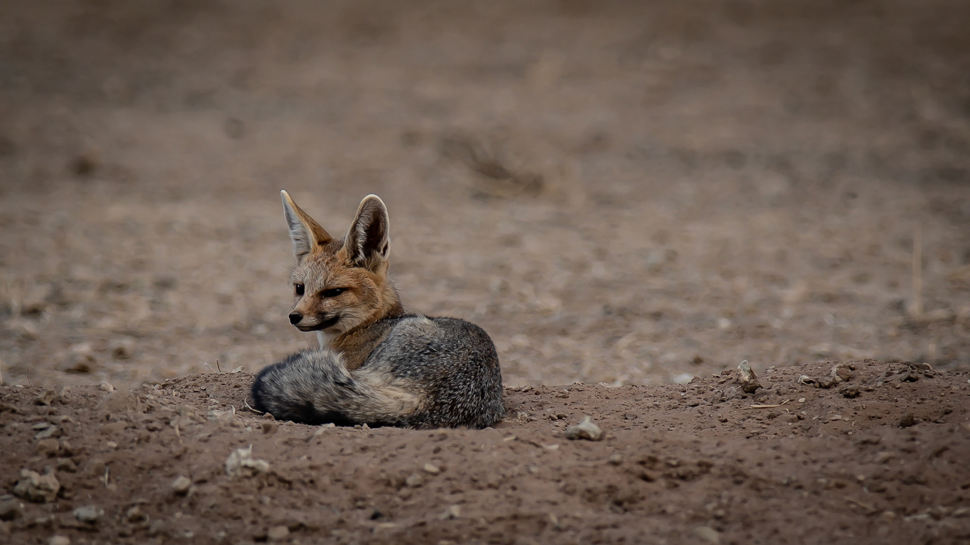 Foxy Lady