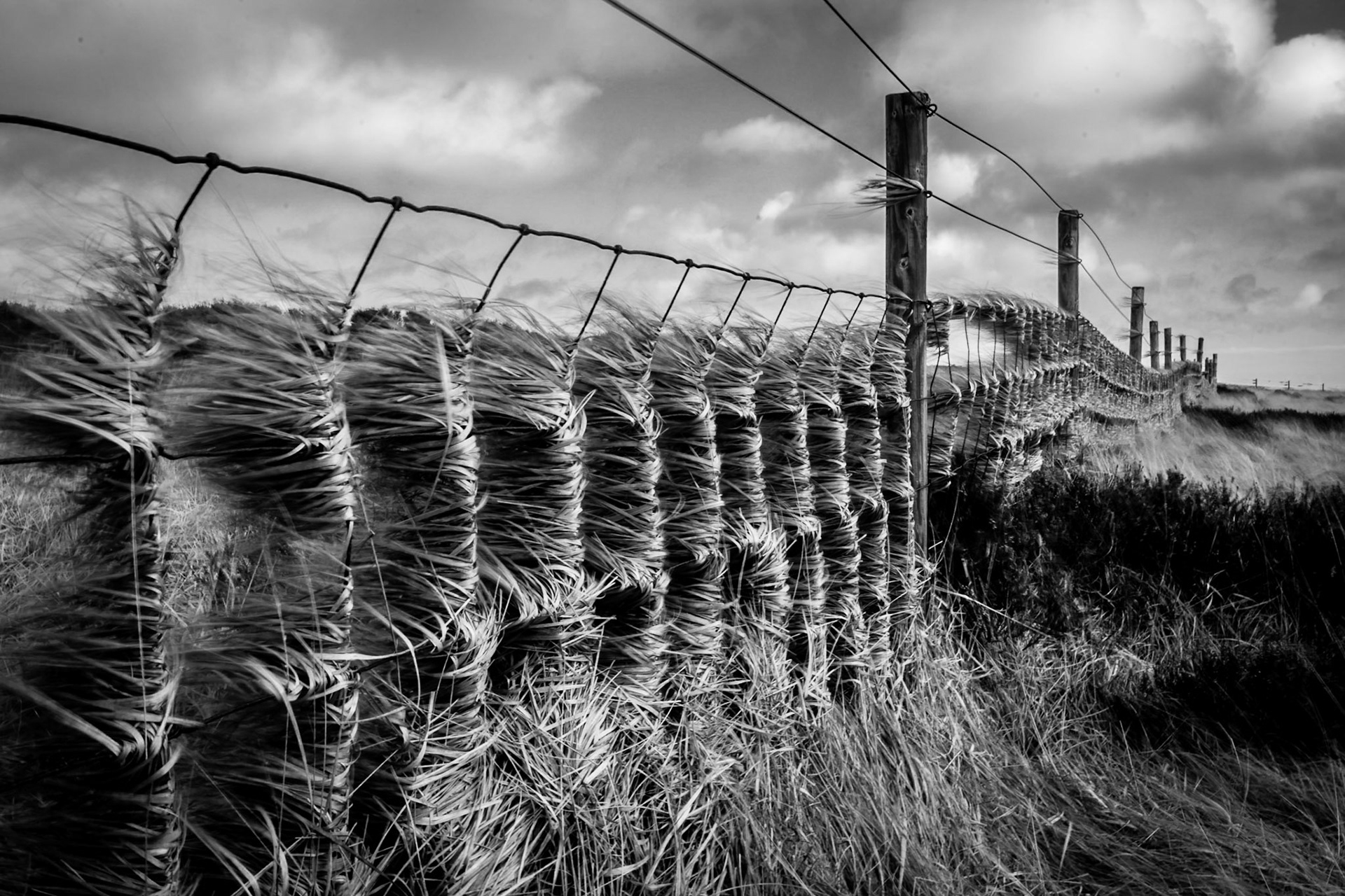 Windblown grass